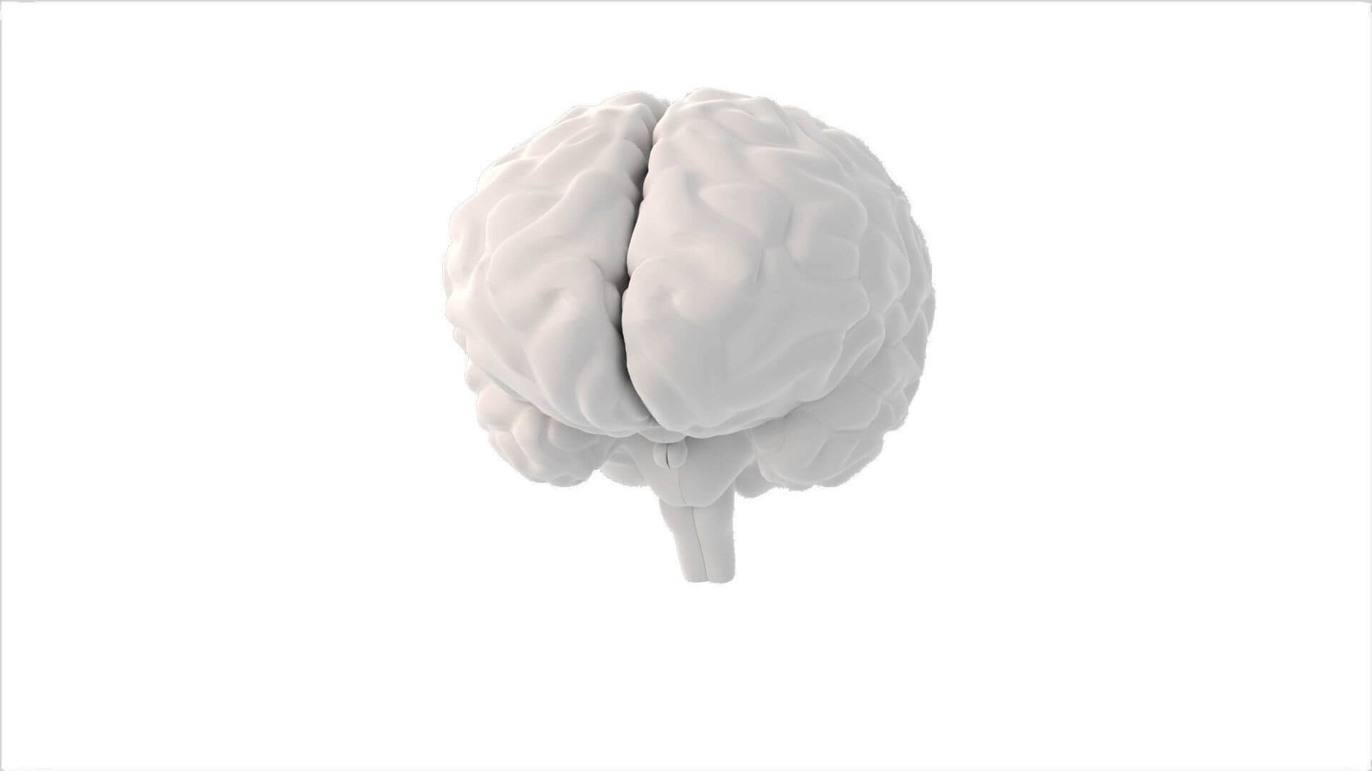 Human Brain Realistic PBR Anatomical 3D Model 3D Model