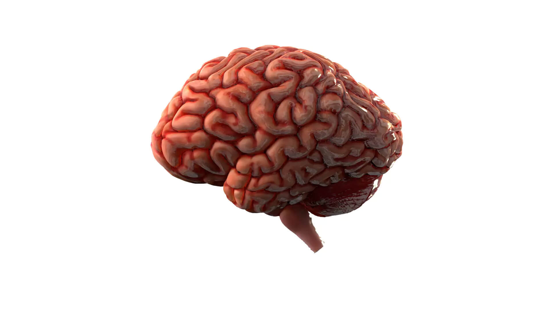 Human Brain Realistic PBR Anatomical 3D Model 3D Model