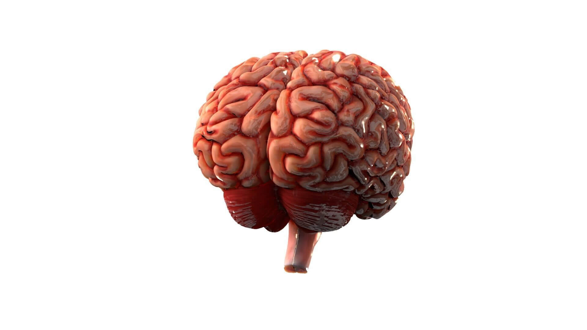 Human Brain Realistic PBR Anatomical 3D Model 3D Model