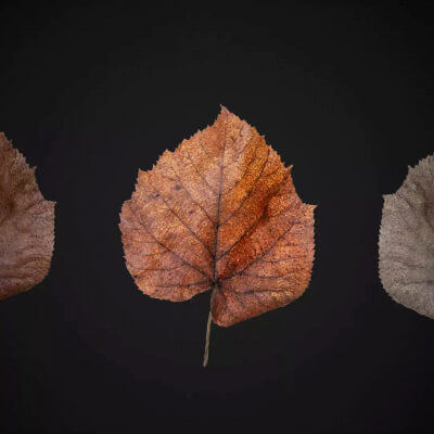 Photogrammetry Dead Leaf (Game-Ready Scan Asset)
