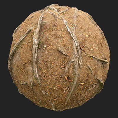 Dry Forest Roots