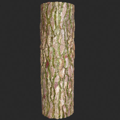 Wet Mossy Tree Bark