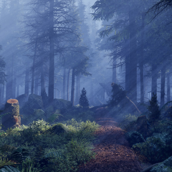 The Silent Path A PCG Forest