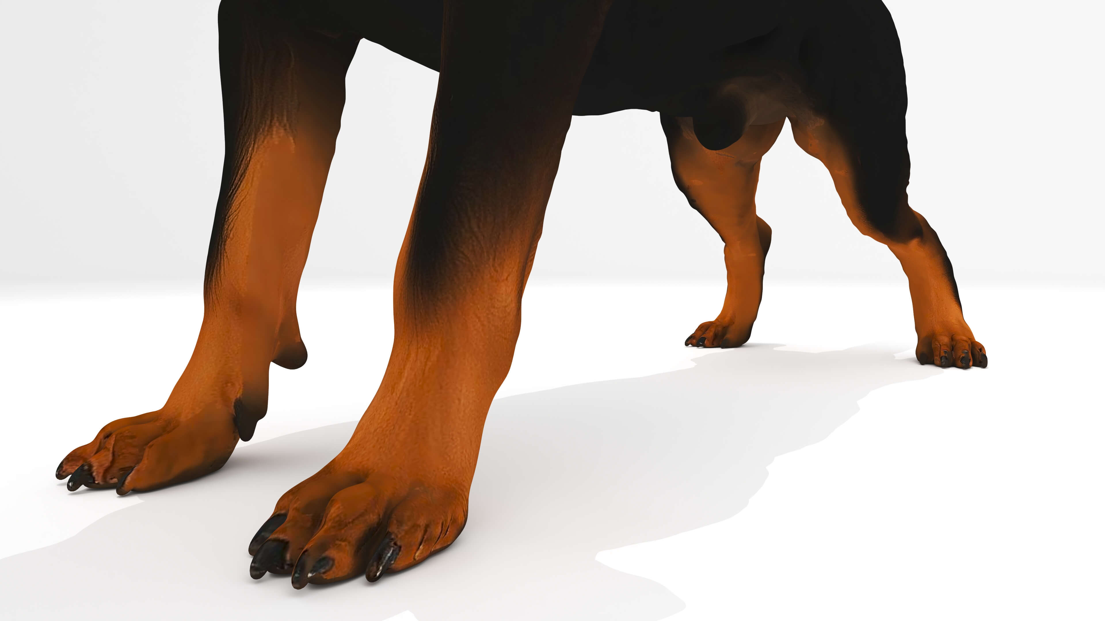 Protector Dog 3D Model