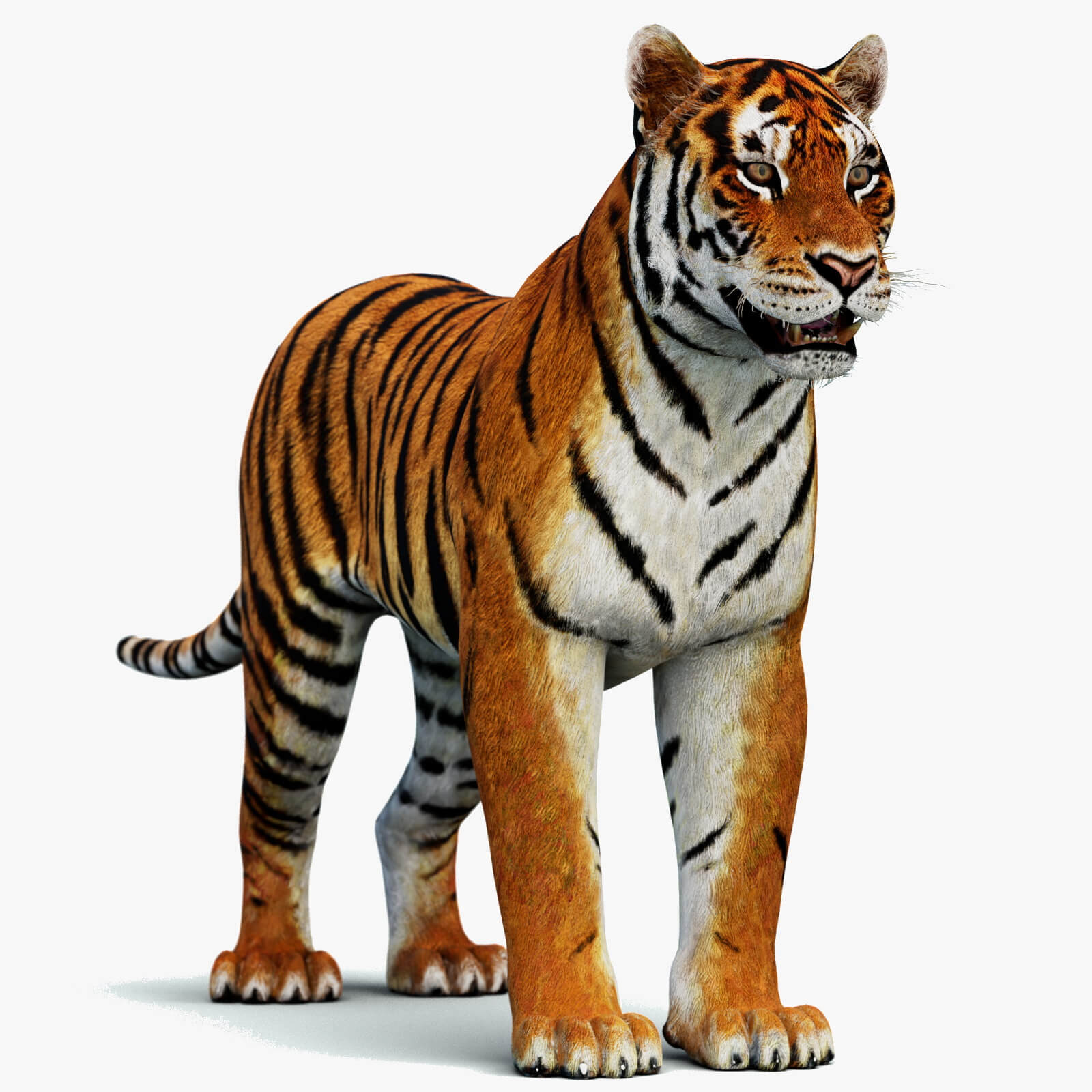 Tiger 3D Model 3D Model