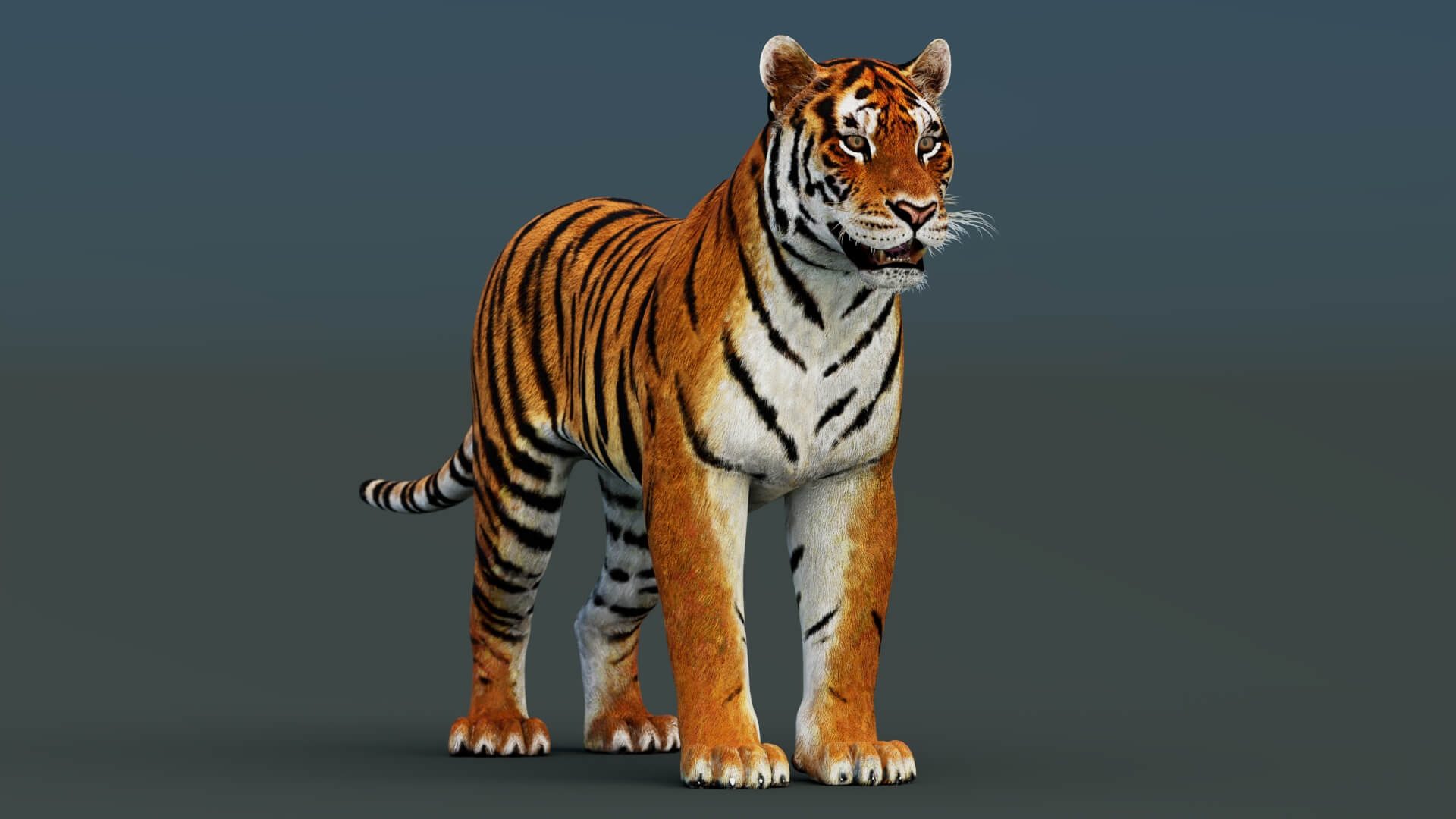 Tiger 3D Model 3D Model