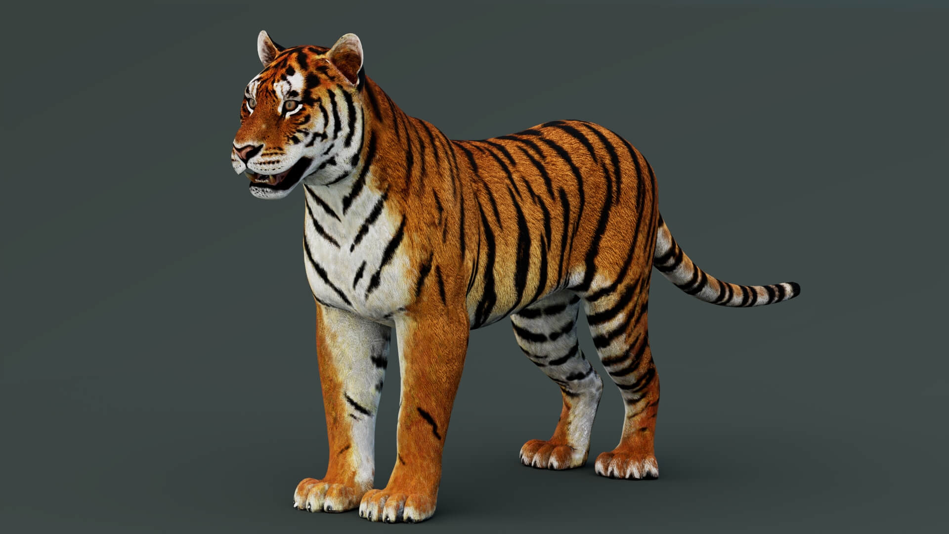 Tiger 3D Model 3D Model