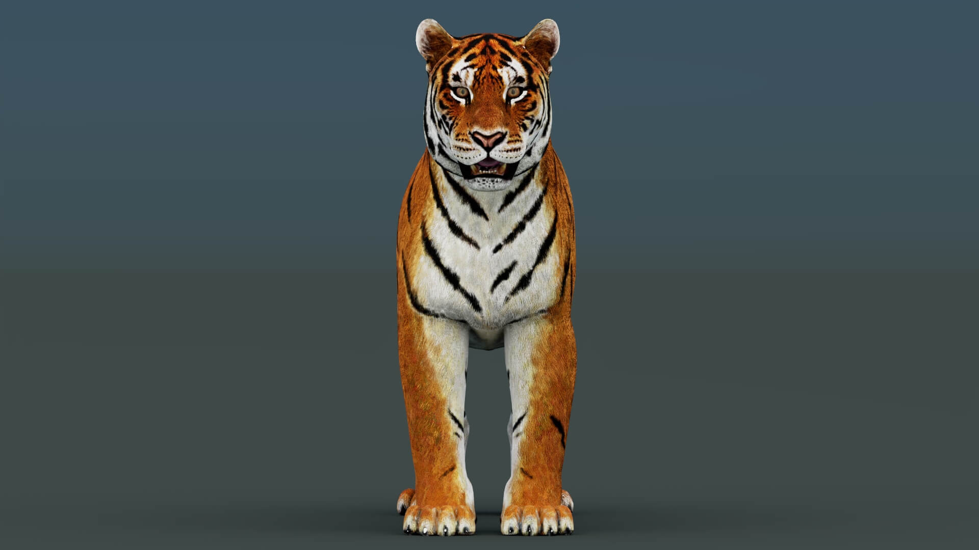 Tiger 3D Model 3D Model