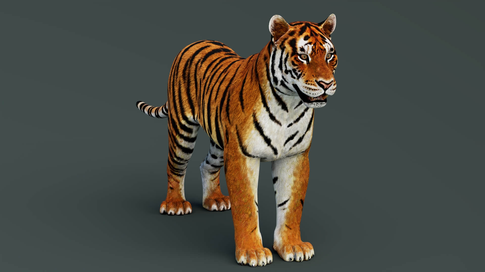 Tiger 3D Model 3D Model