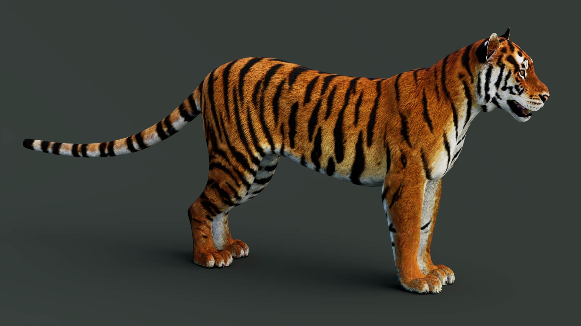 Tiger 3D Model 3D Model