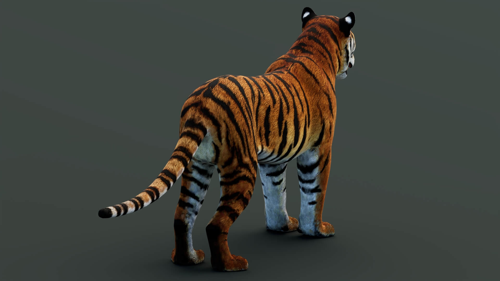 Tiger 3D Model 3D Model