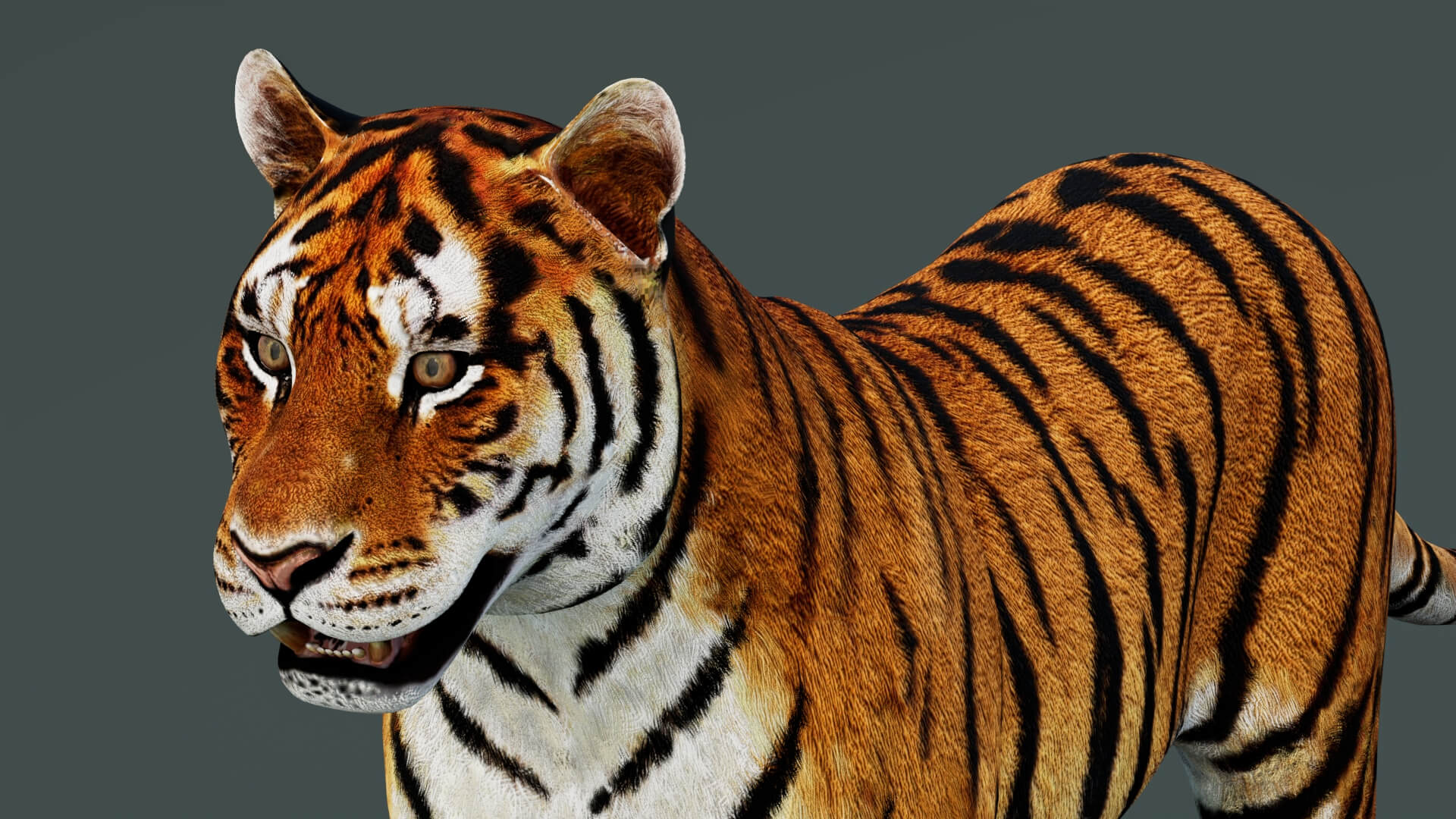 Tiger 3D Model 3D Model