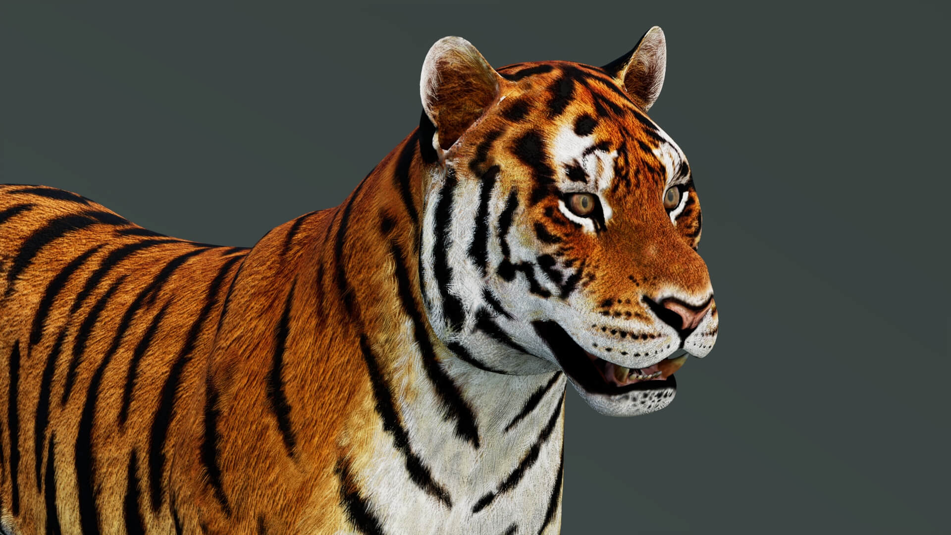Tiger 3D Model 3D Model