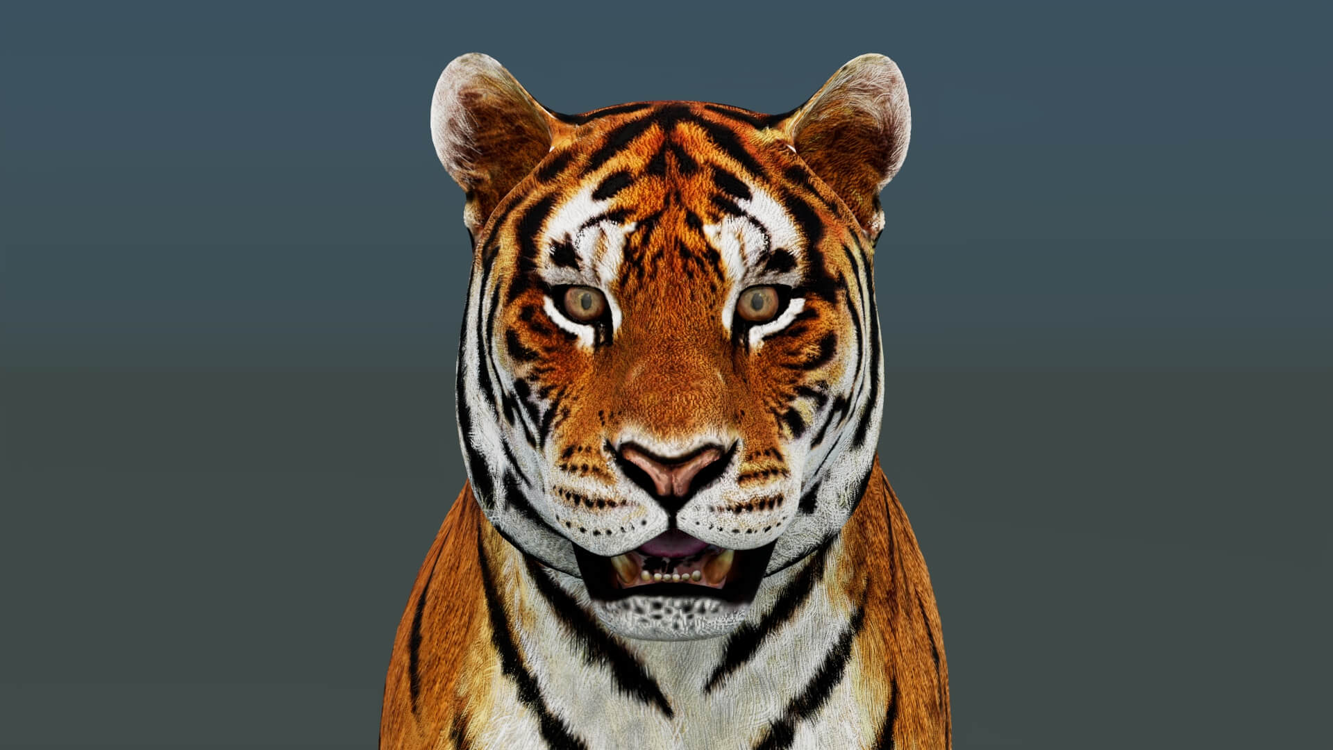 Tiger 3D Model 3D Model