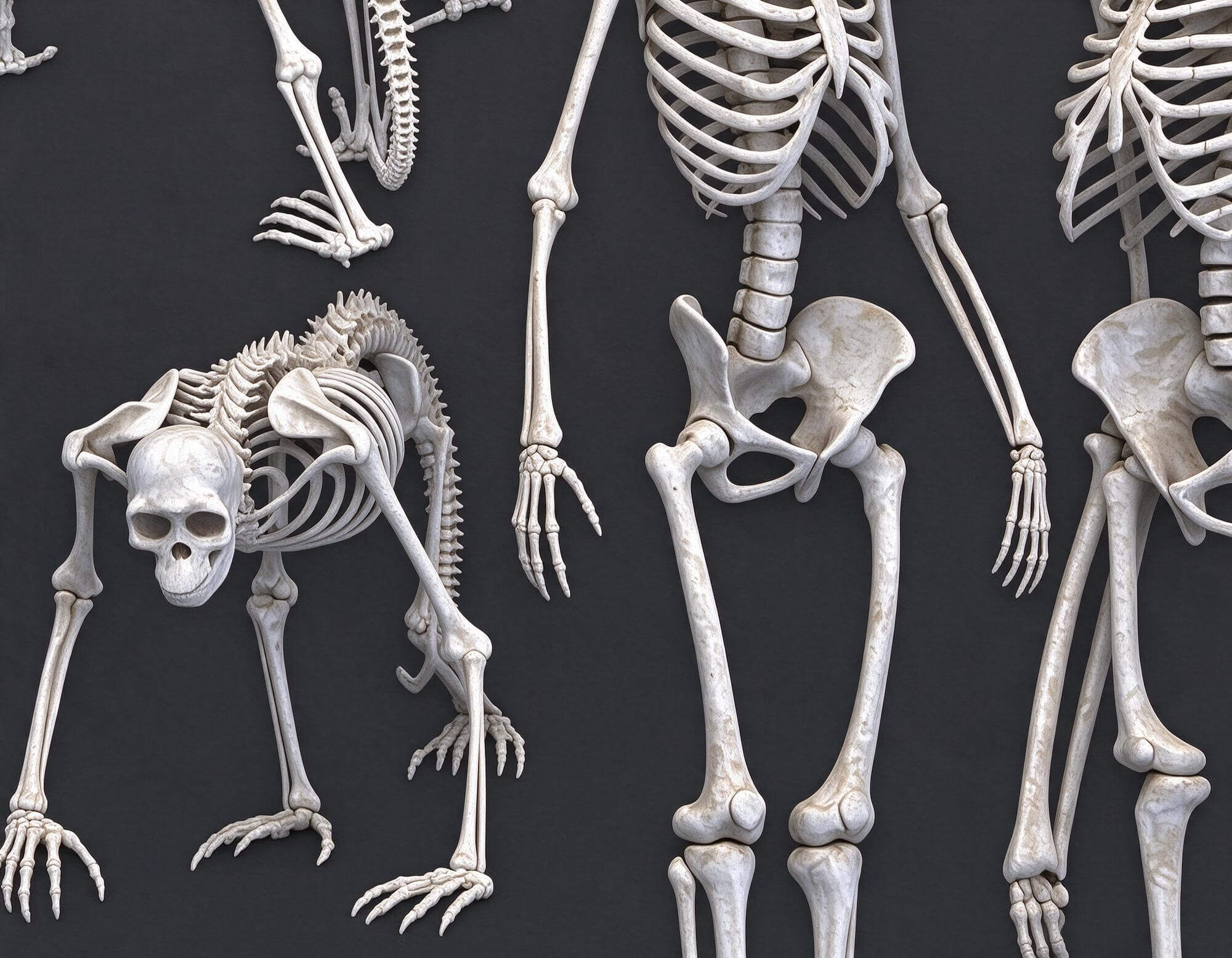 Human Ape Monkey Skeleton Comparative Anatomy 3D Model 3D Model