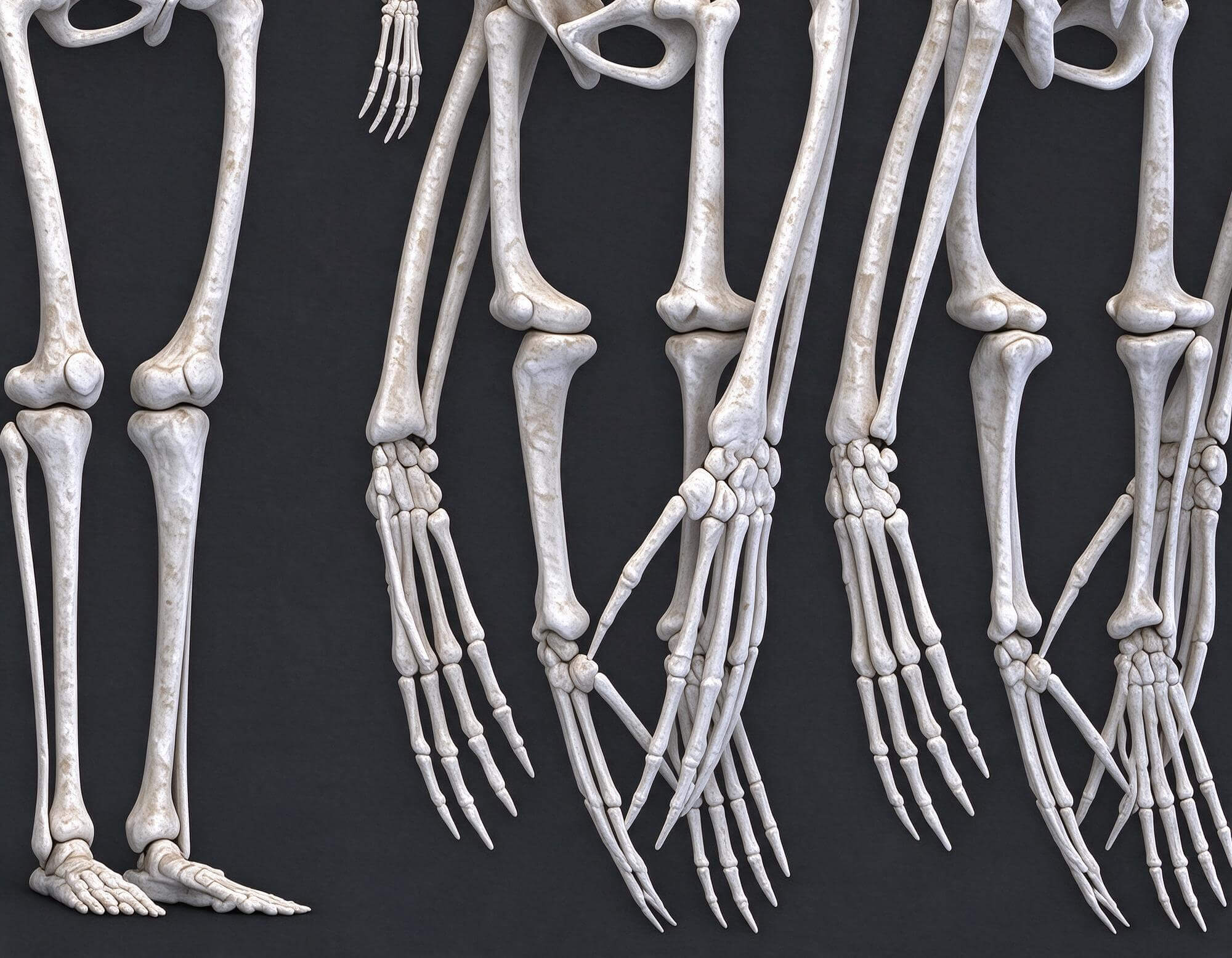 Human Ape Monkey Skeleton Comparative Anatomy 3D Model 3D Model