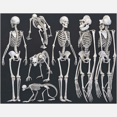 Human Ape Monkey Skeleton Comparative Anatomy 3D Model
