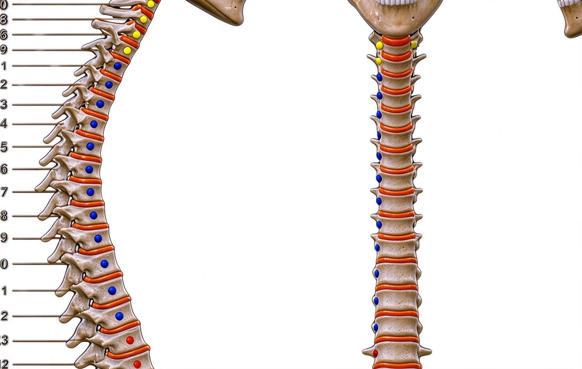 Human Head Facial Muscle Nerve Vessel Anatomy 3D Model 3D Model