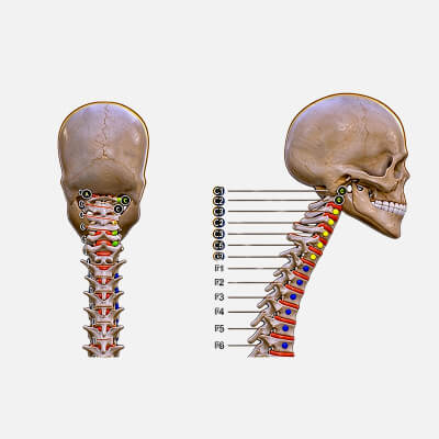 Human Head Facial Muscle Nerve Vessel Anatomy 3D Model