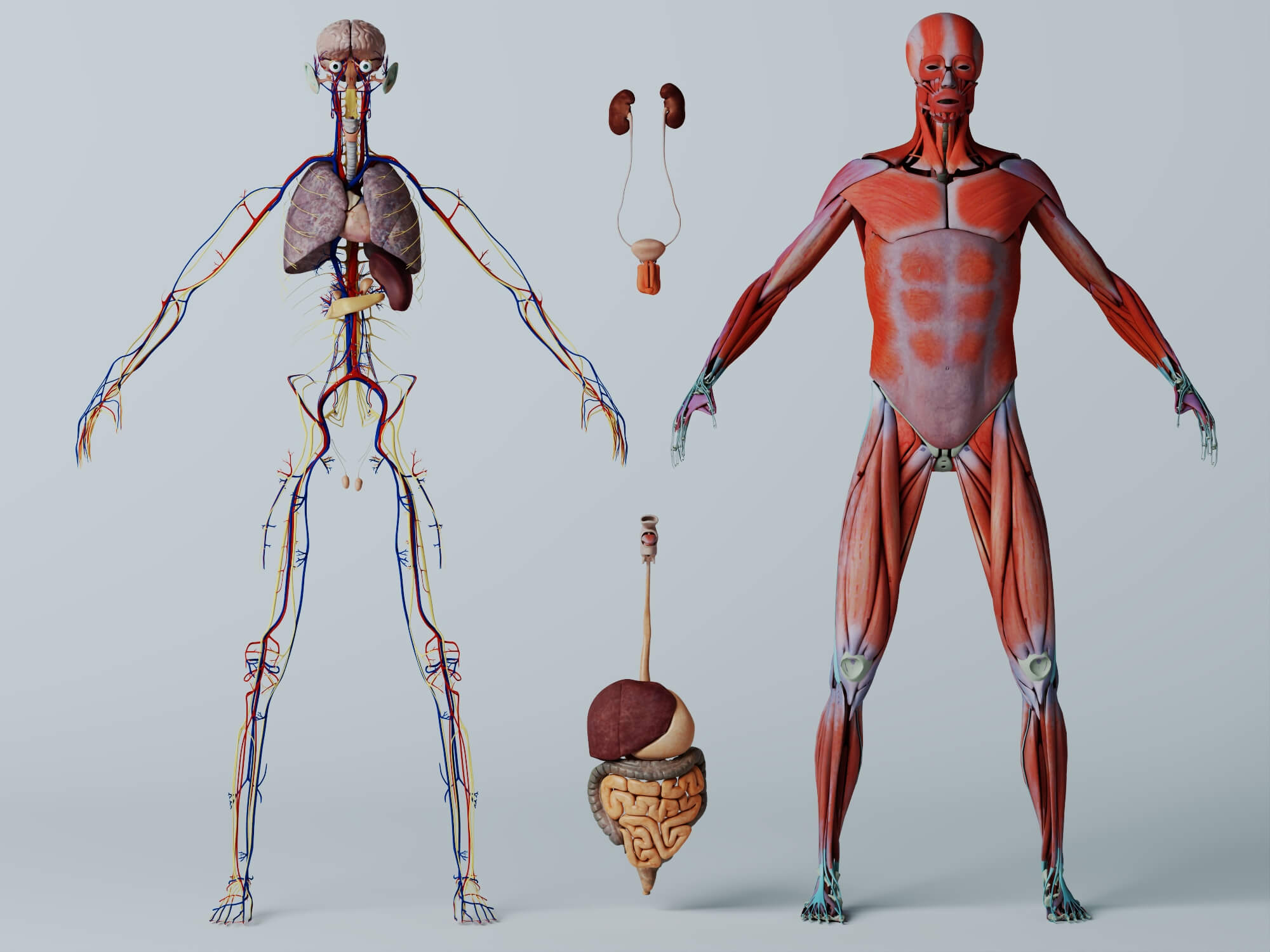 Human Male Anatomy 3D Model 3D Model