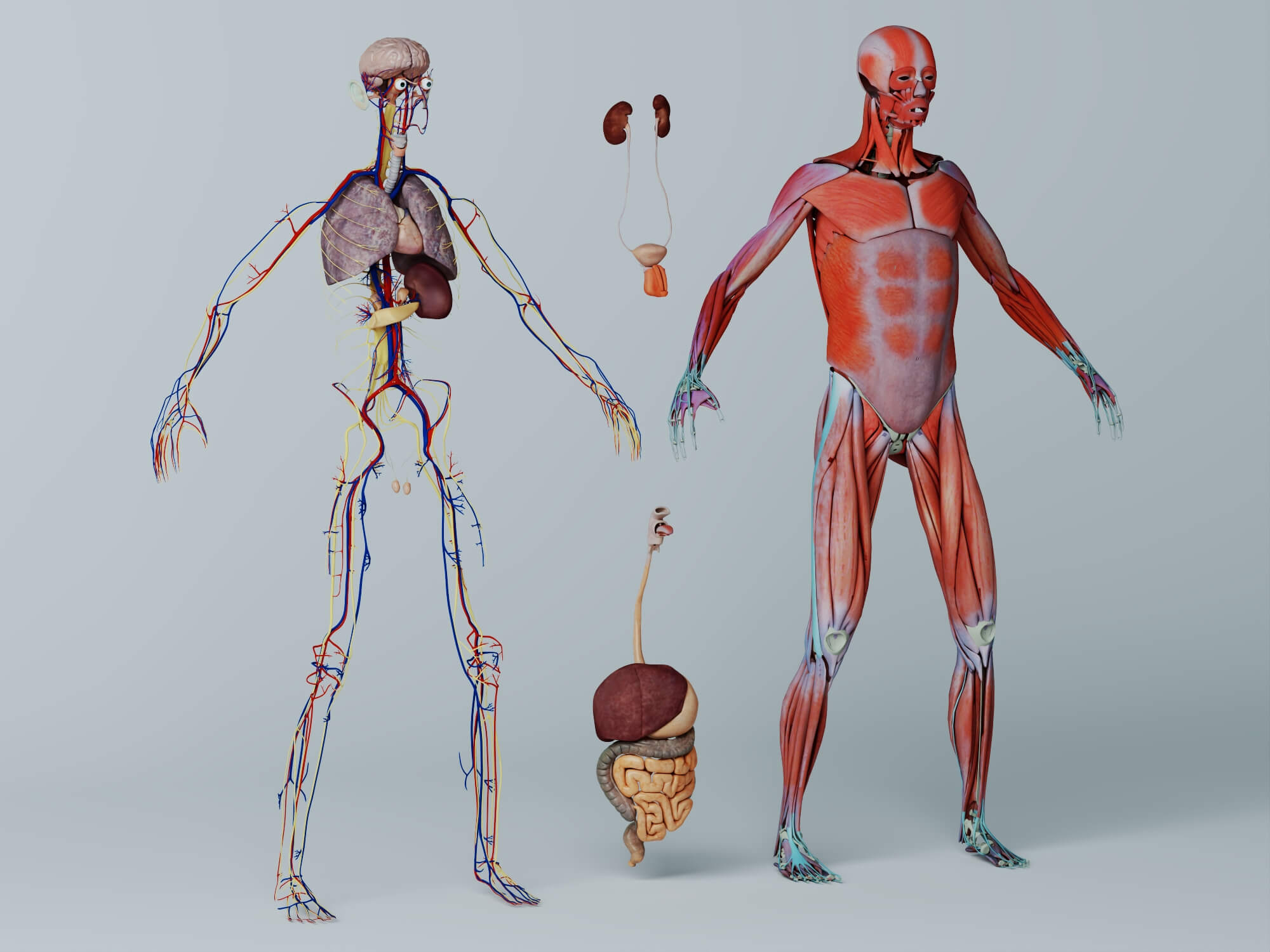 Human Male Anatomy 3D Model 3D Model
