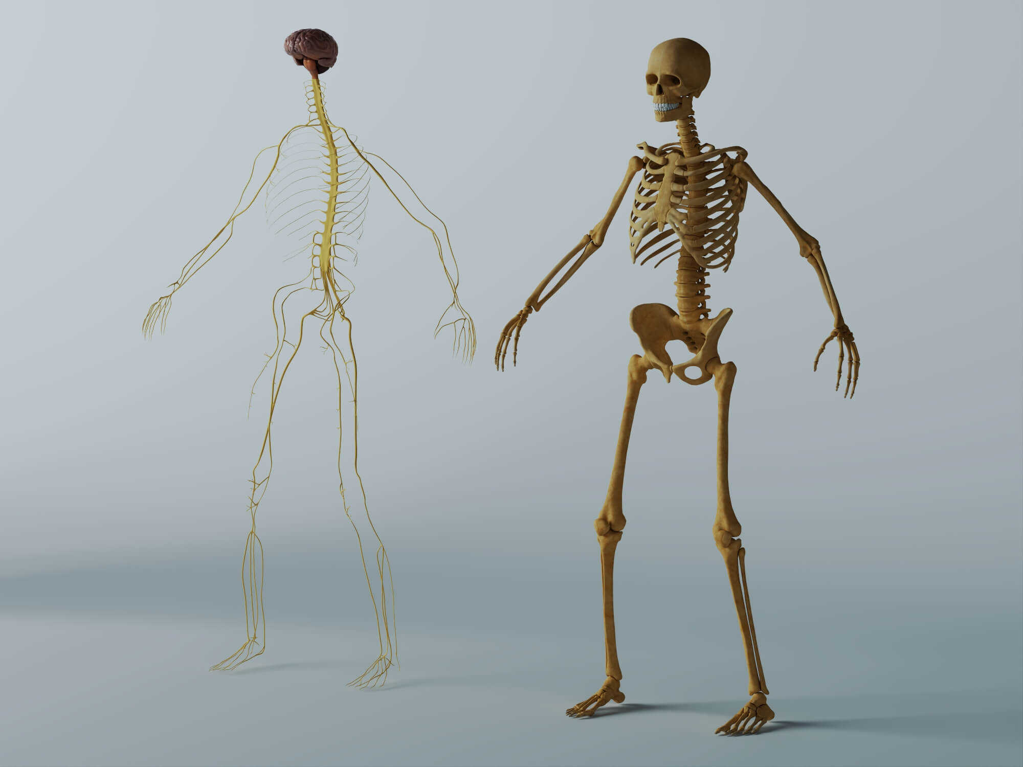 Human Male Anatomy 3D Model 3D Model