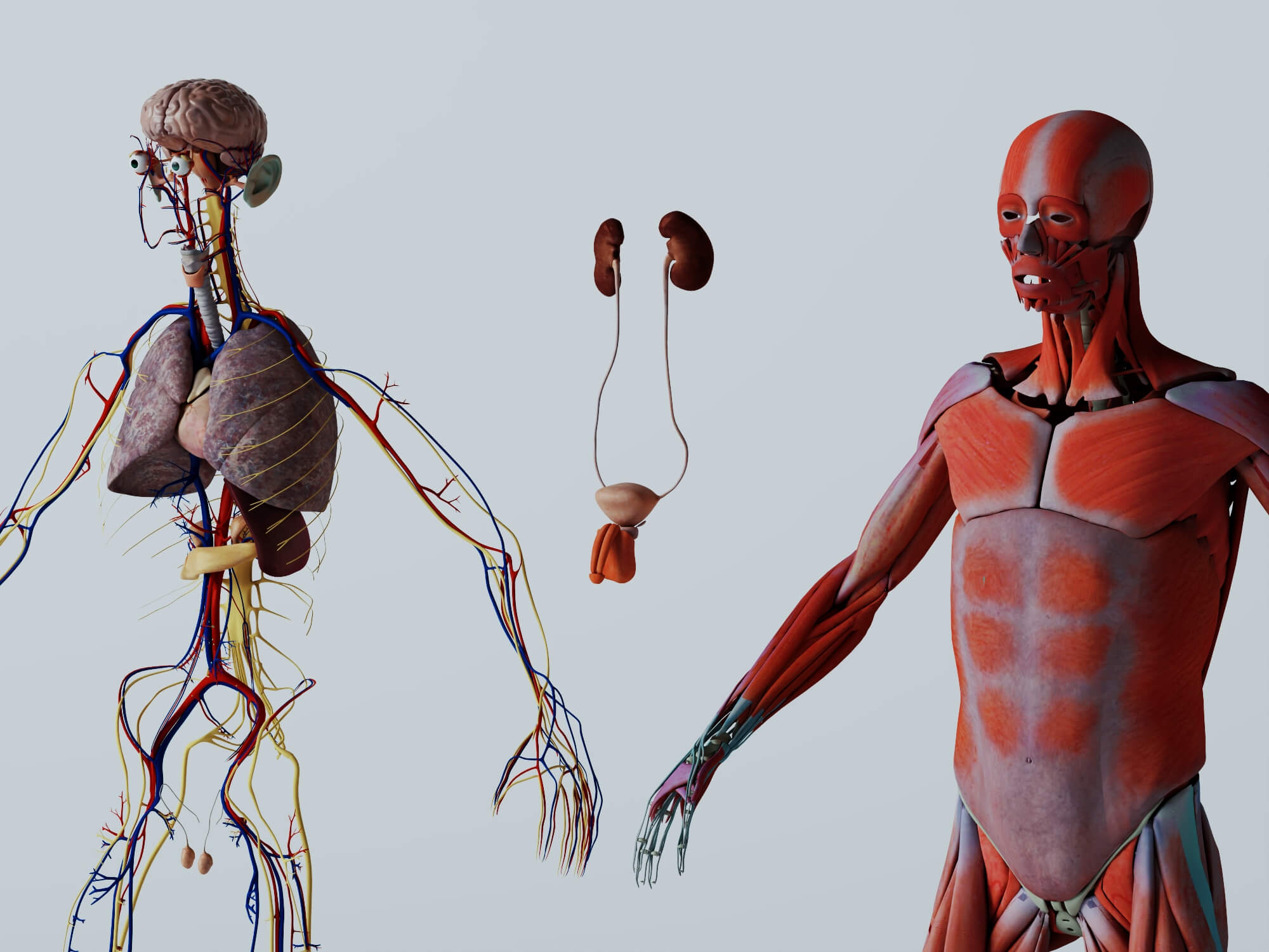 Human Male Anatomy 3D Model 3D Model