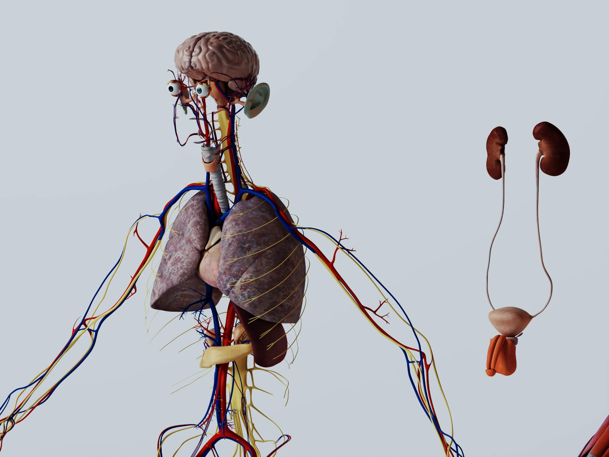 Human Male Anatomy 3D Model 3D Model