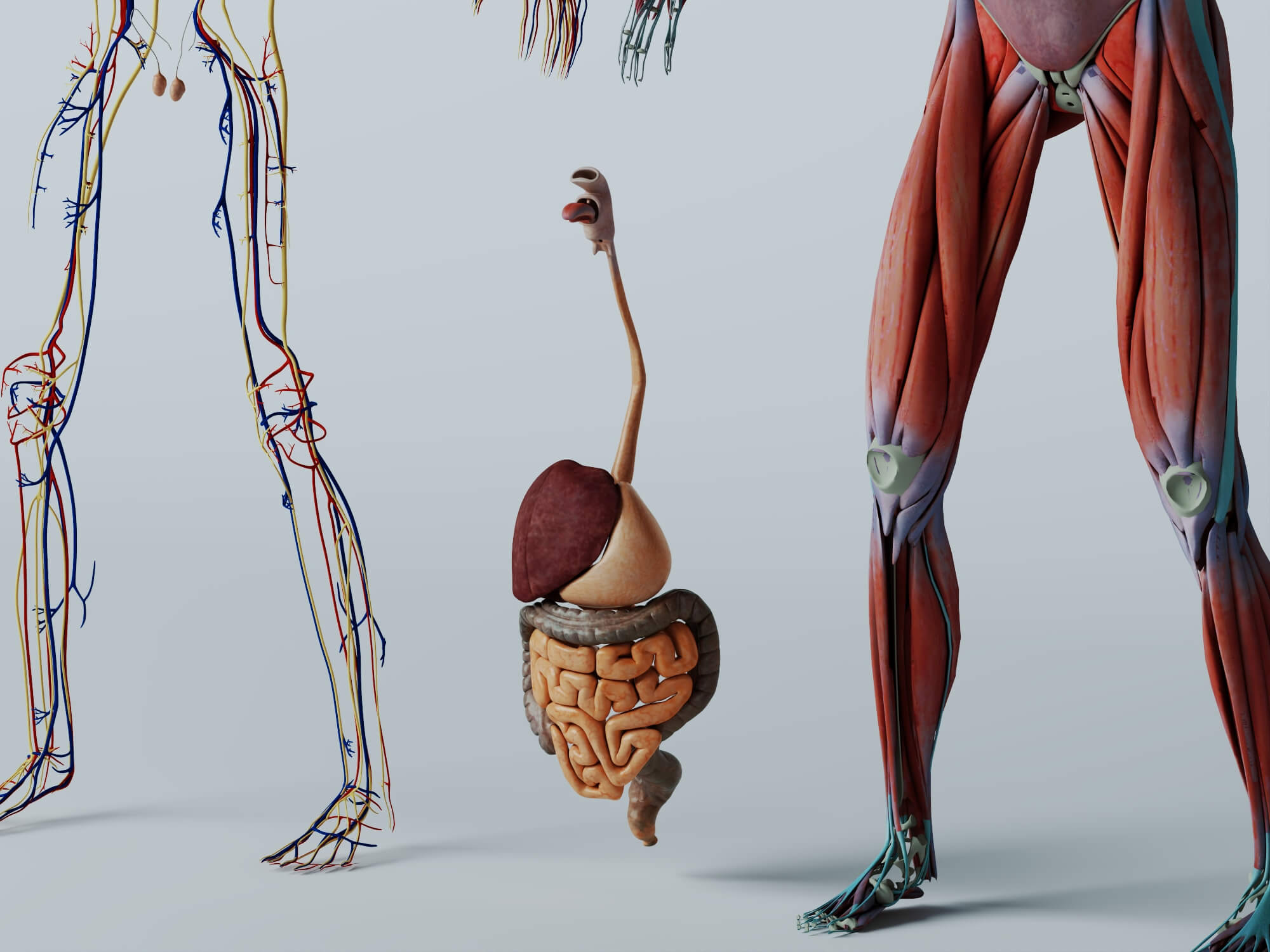Human Male Anatomy 3D Model 3D Model