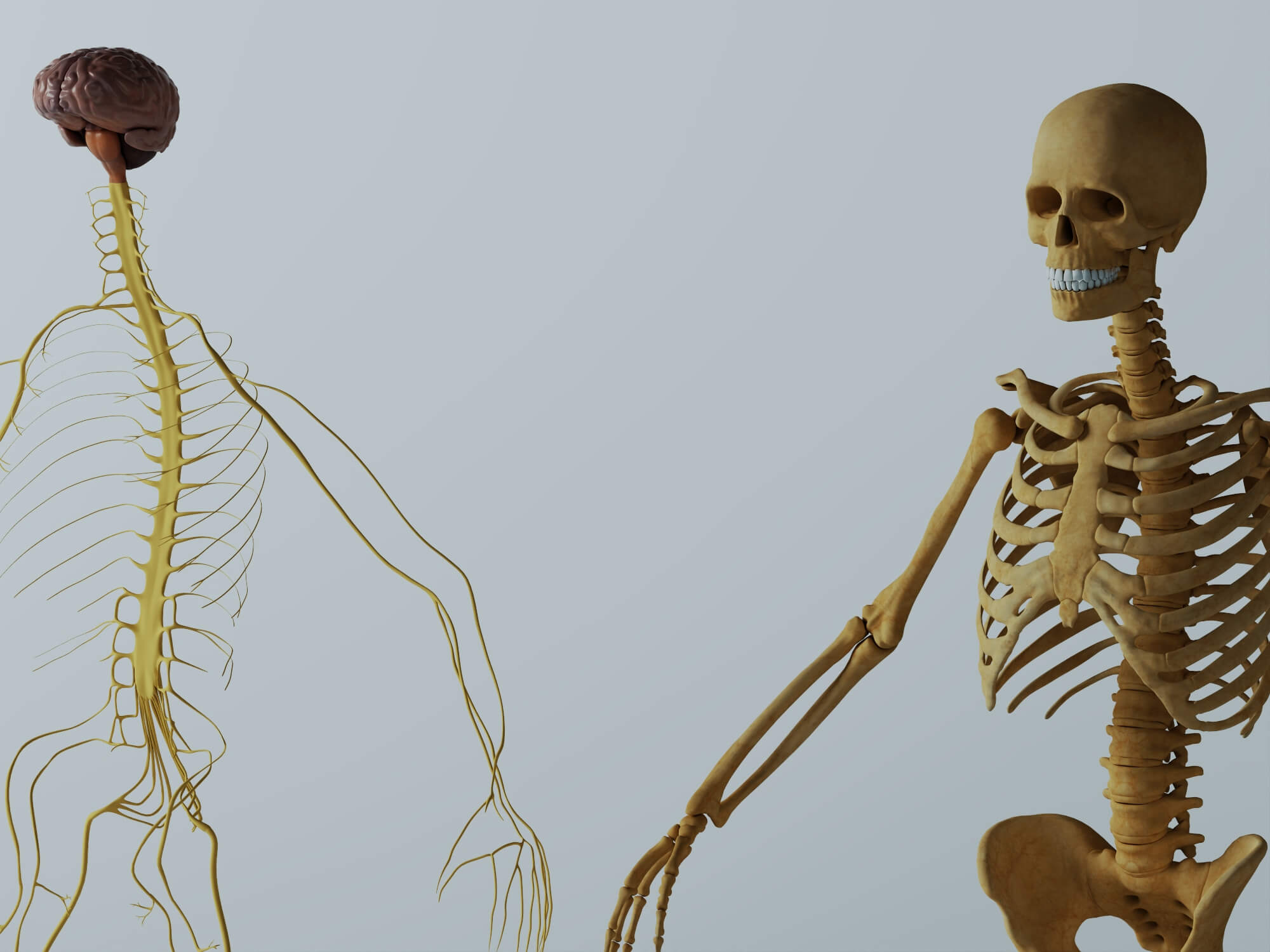 Human Male Anatomy 3D Model 3D Model