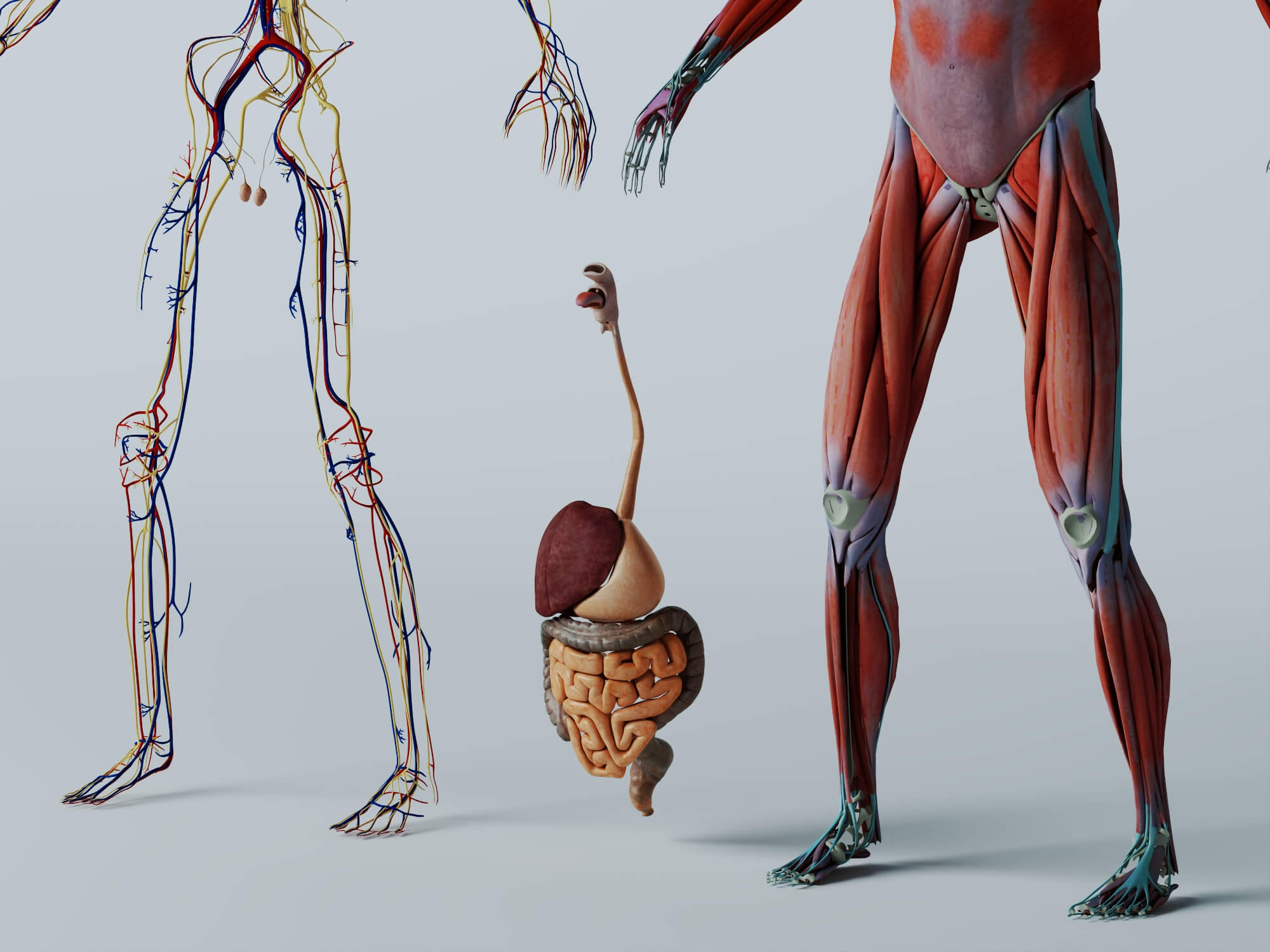 Human Male Anatomy 3D Model 3D Model