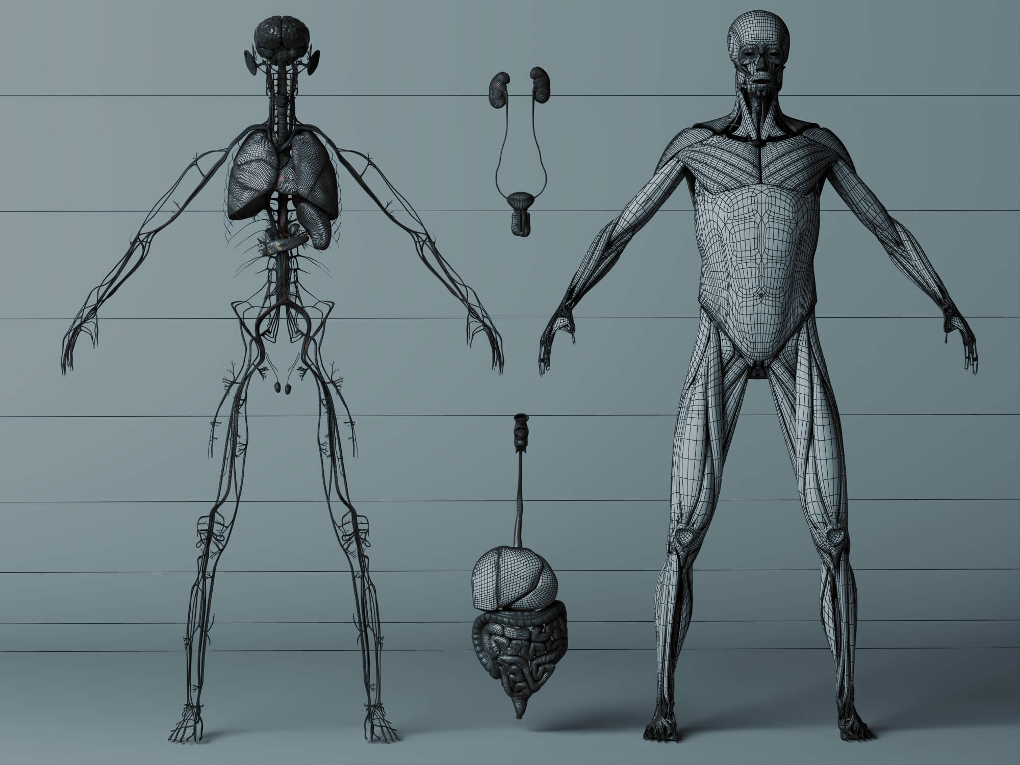 Human Male Anatomy 3D Model 3D Model