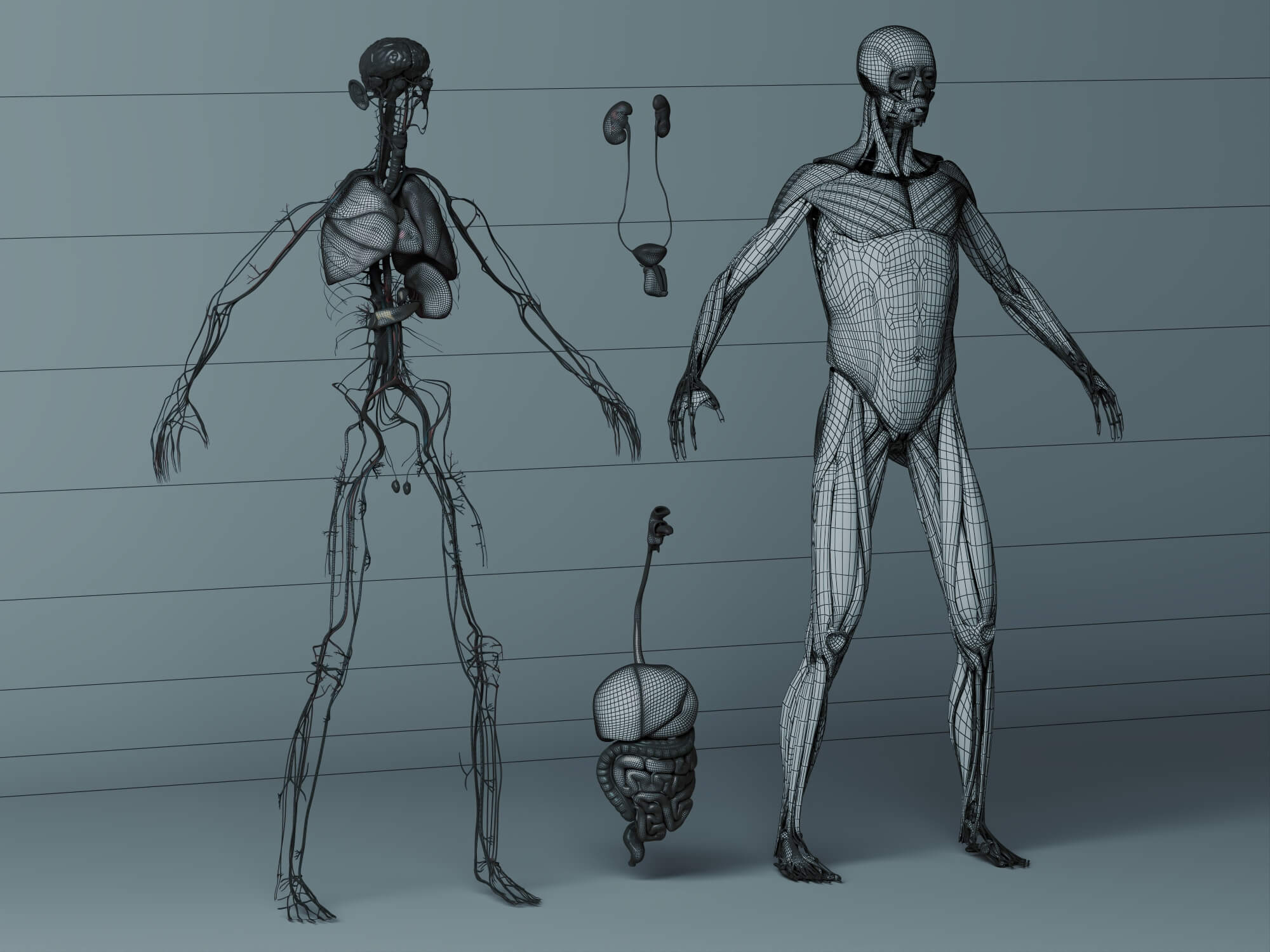 Human Male Anatomy 3D Model 3D Model
