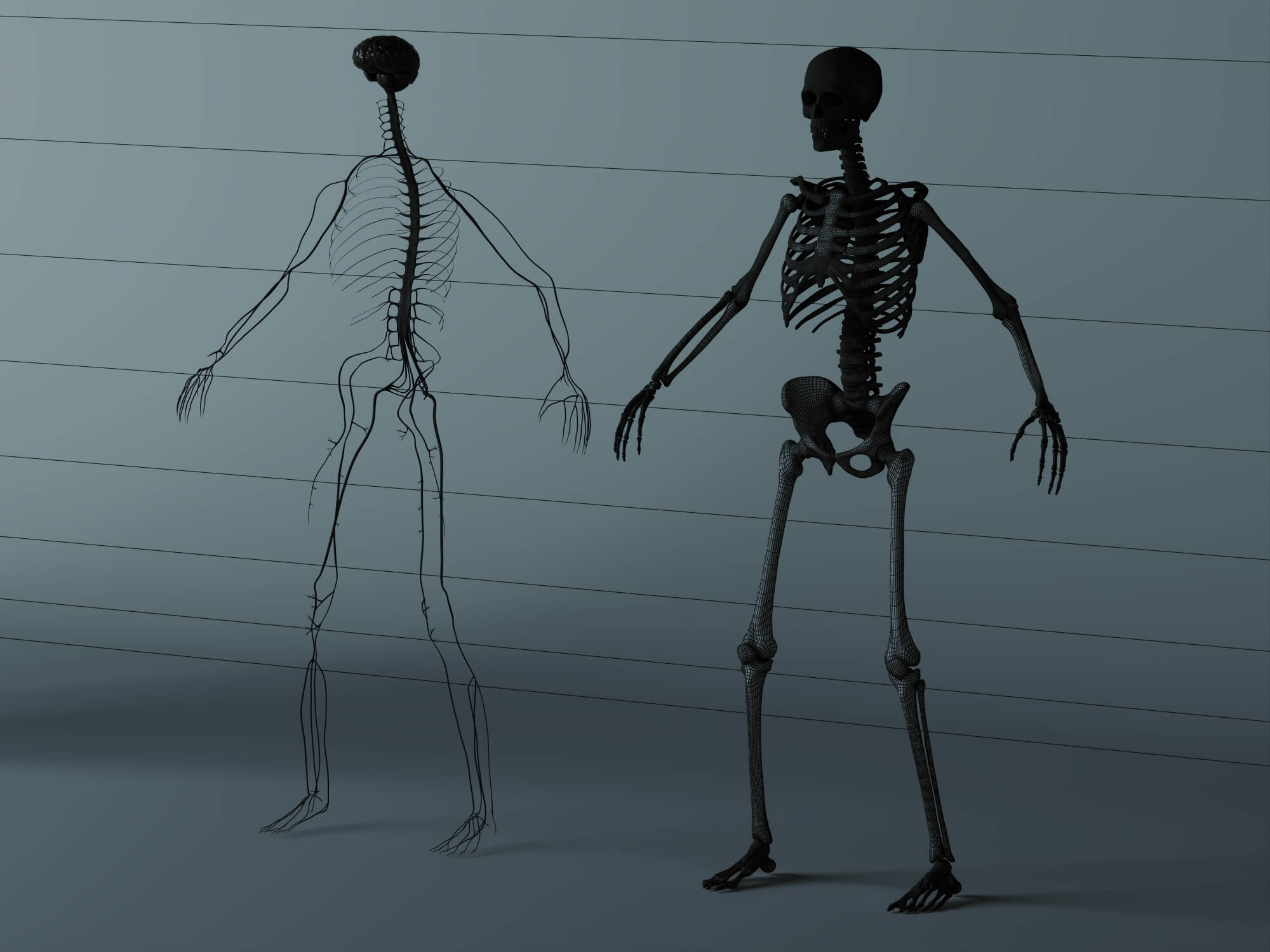 Human Male Anatomy 3D Model 3D Model