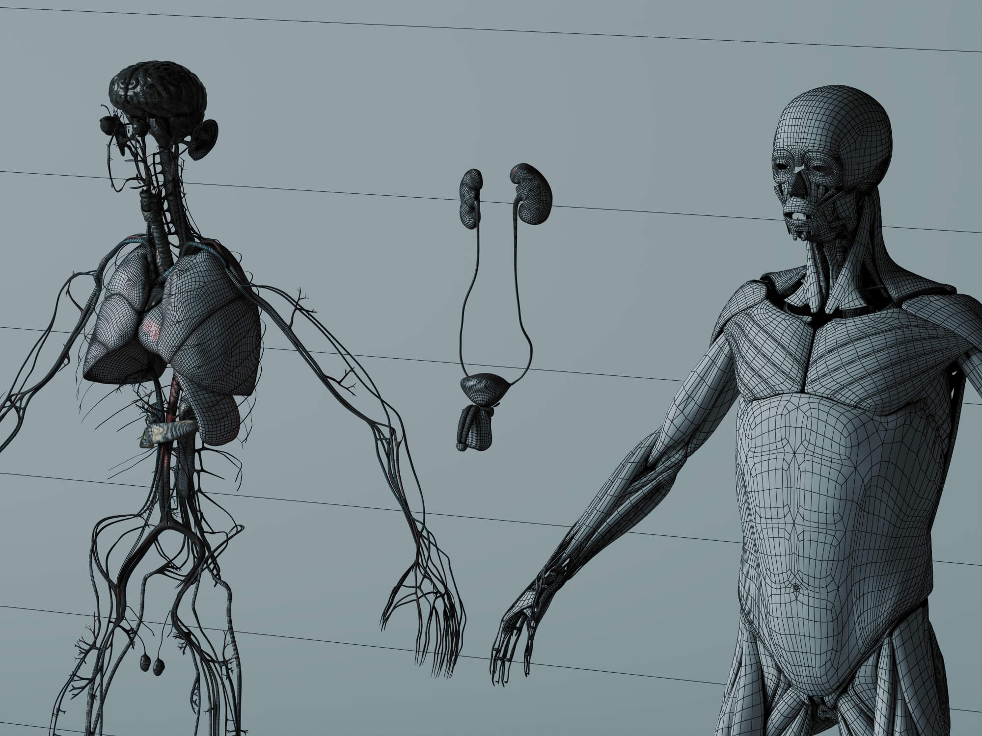 Human Male Anatomy 3D Model 3D Model
