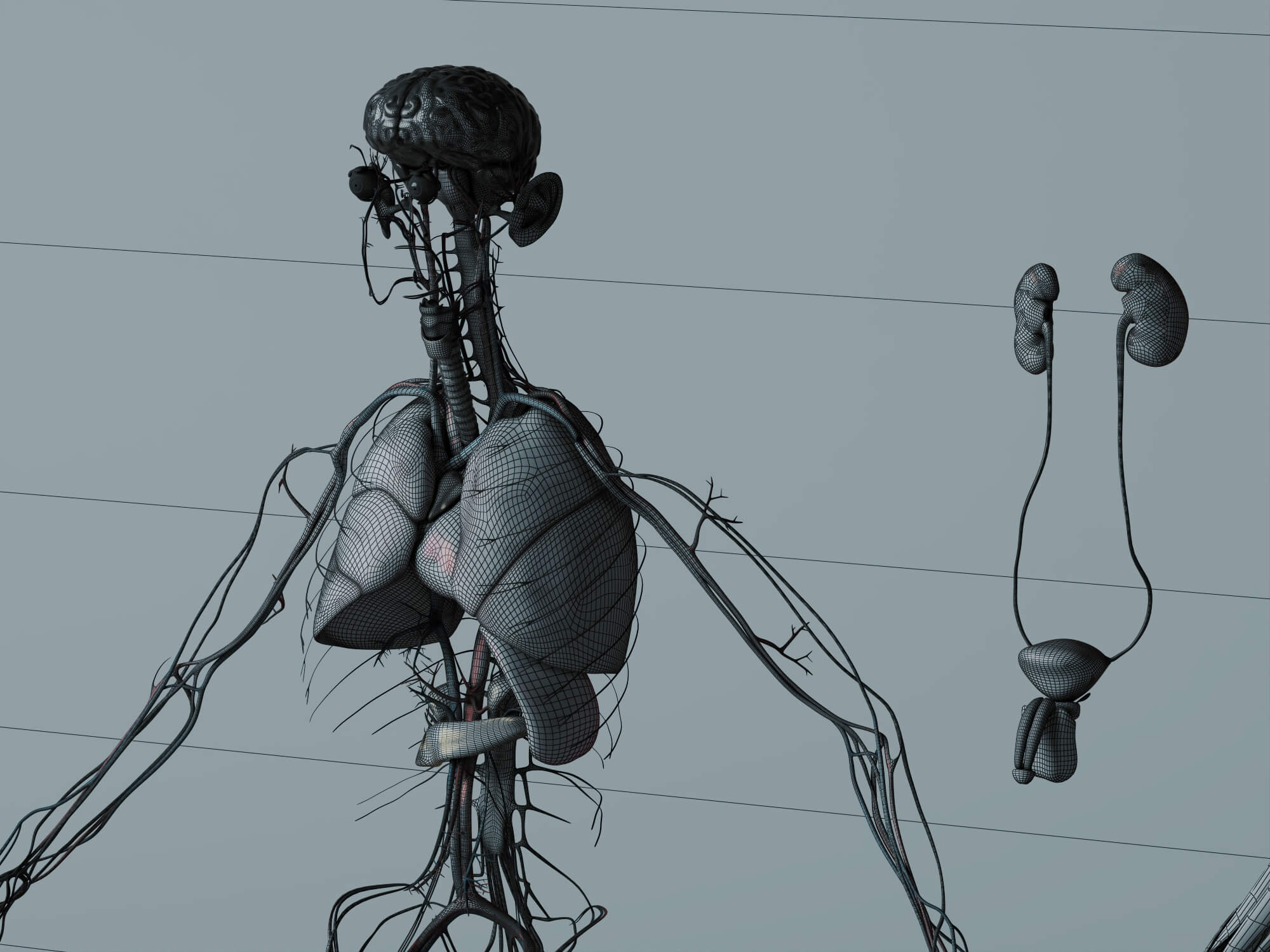 Human Male Anatomy 3D Model 3D Model