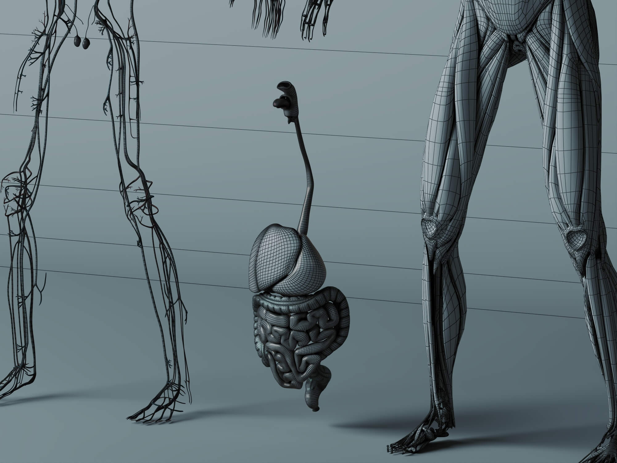Human Male Anatomy 3D Model 3D Model