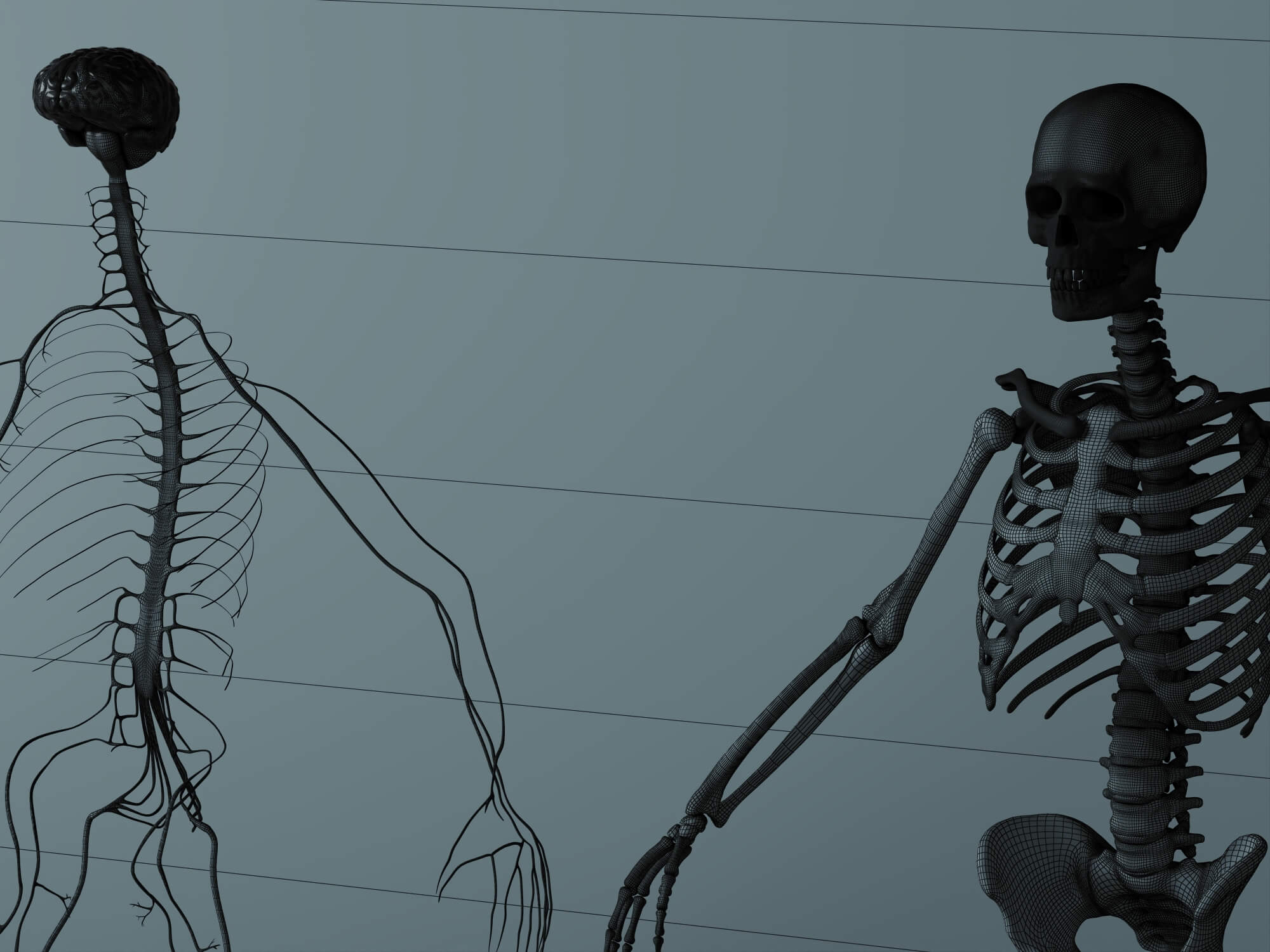 Human Male Anatomy 3D Model 3D Model