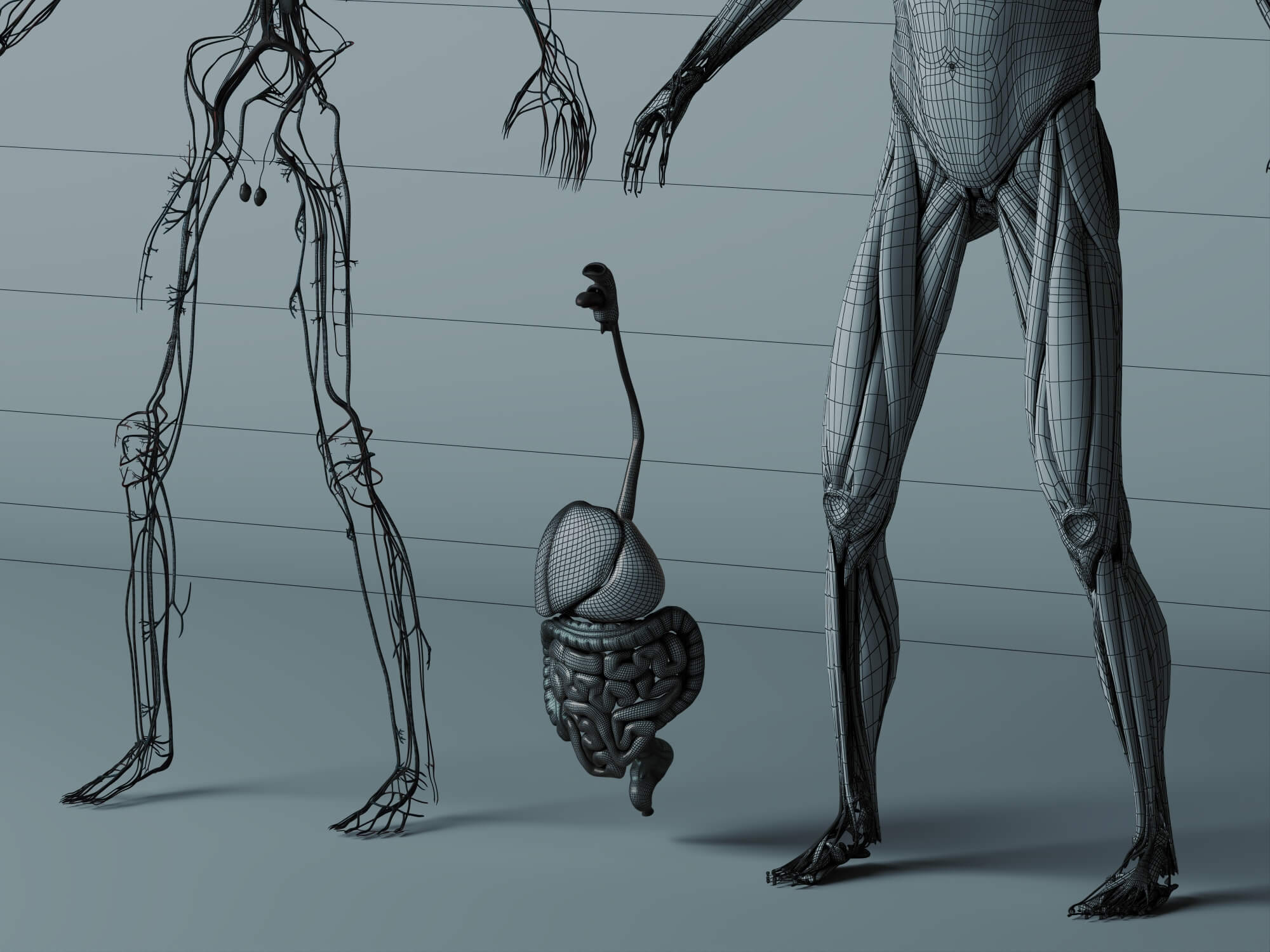 Human Male Anatomy 3D Model 3D Model