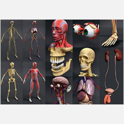 Human Male Anatomy 3D Model