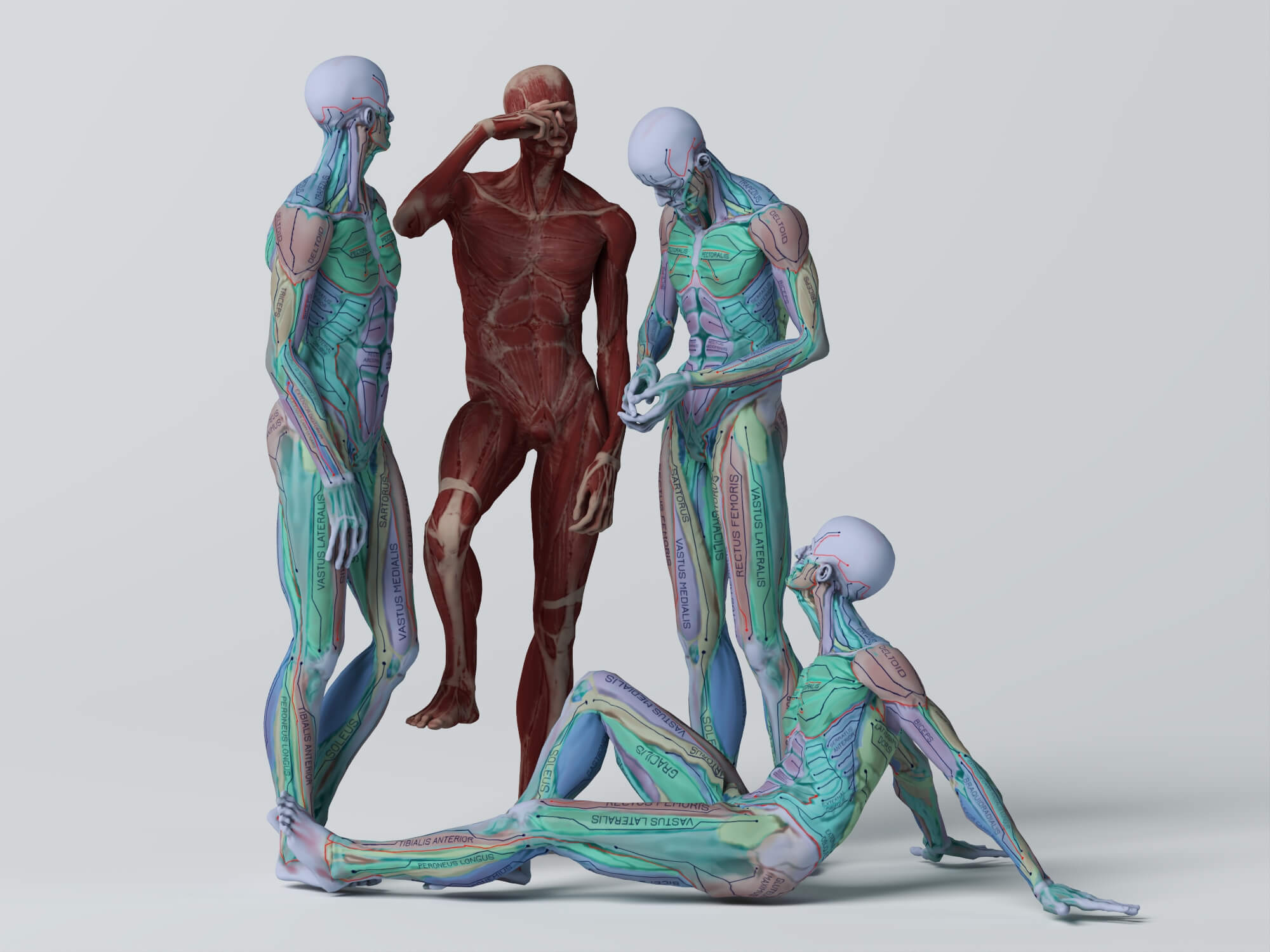 Male Human Muscular Anatomy Figure Multiple Poses 3D Model 3D Model