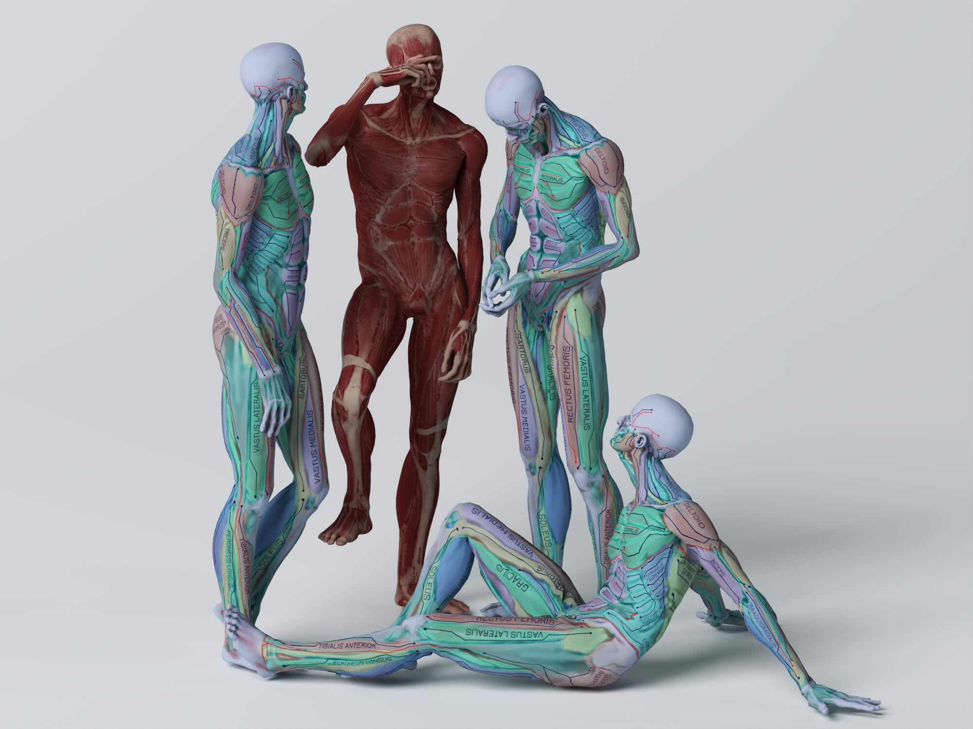 Male Human Muscular Anatomy Figure Multiple Poses 3D Model 3D Model