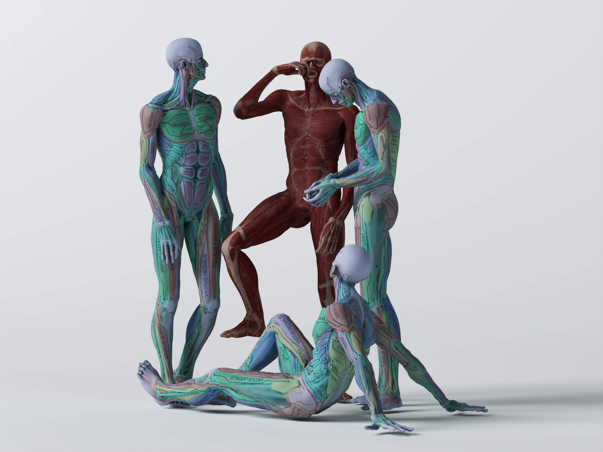 Male Human Muscular Anatomy Figure Multiple Poses 3D Model 3D Model