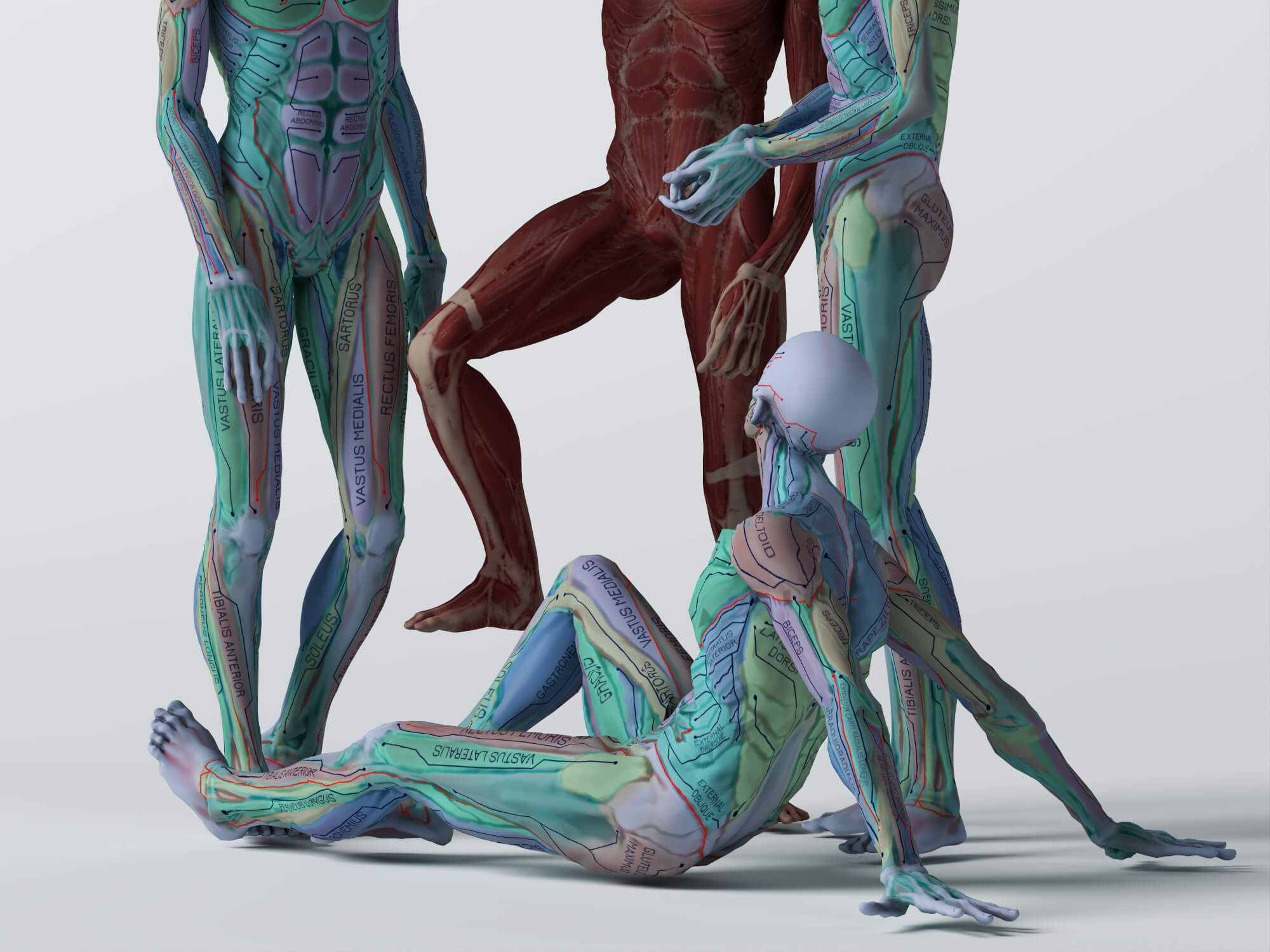Male Human Muscular Anatomy Figure Multiple Poses 3D Model 3D Model