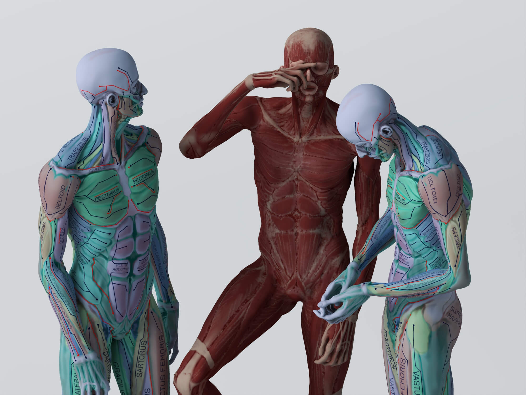 Male Human Muscular Anatomy Figure Multiple Poses 3D Model 3D Model