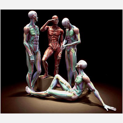 Male Human Muscular Anatomy Figure Multiple Poses 3D Model