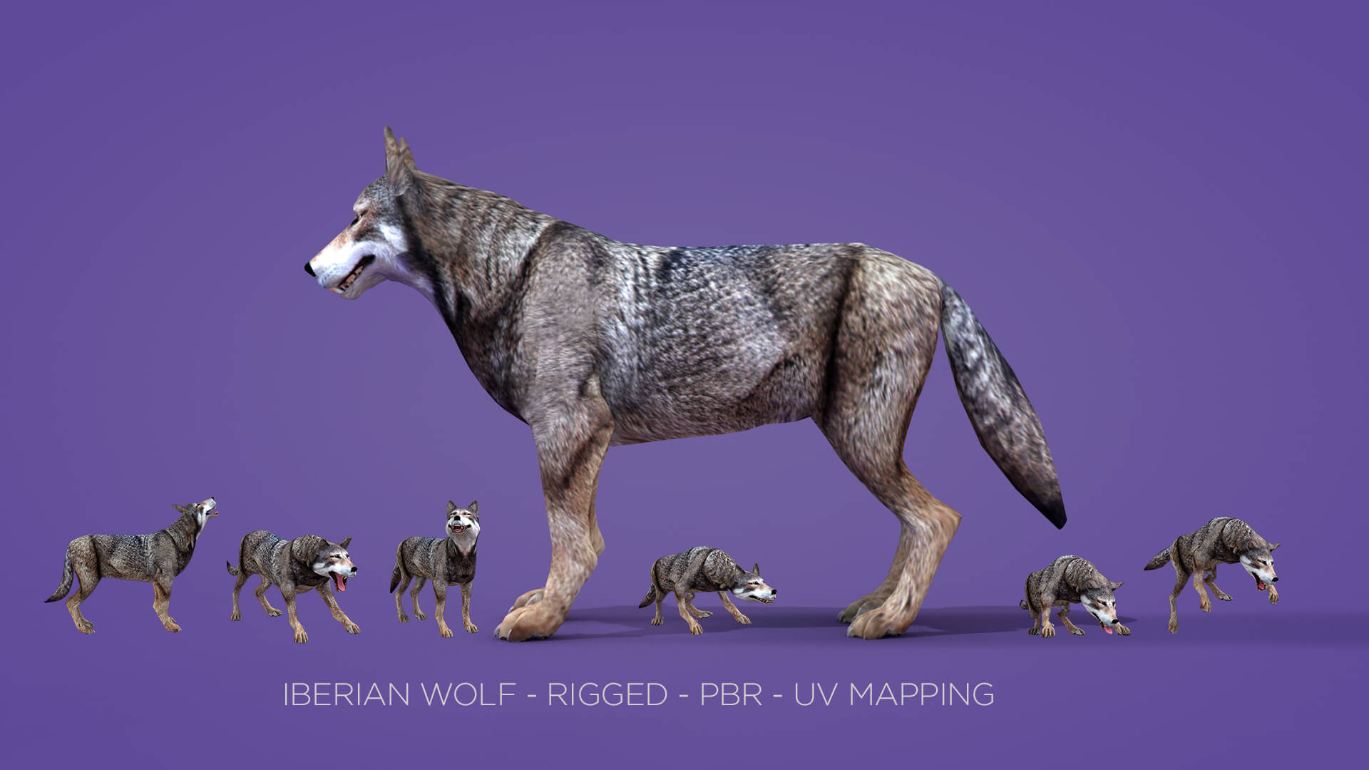 Iberian Wolf 3D Model