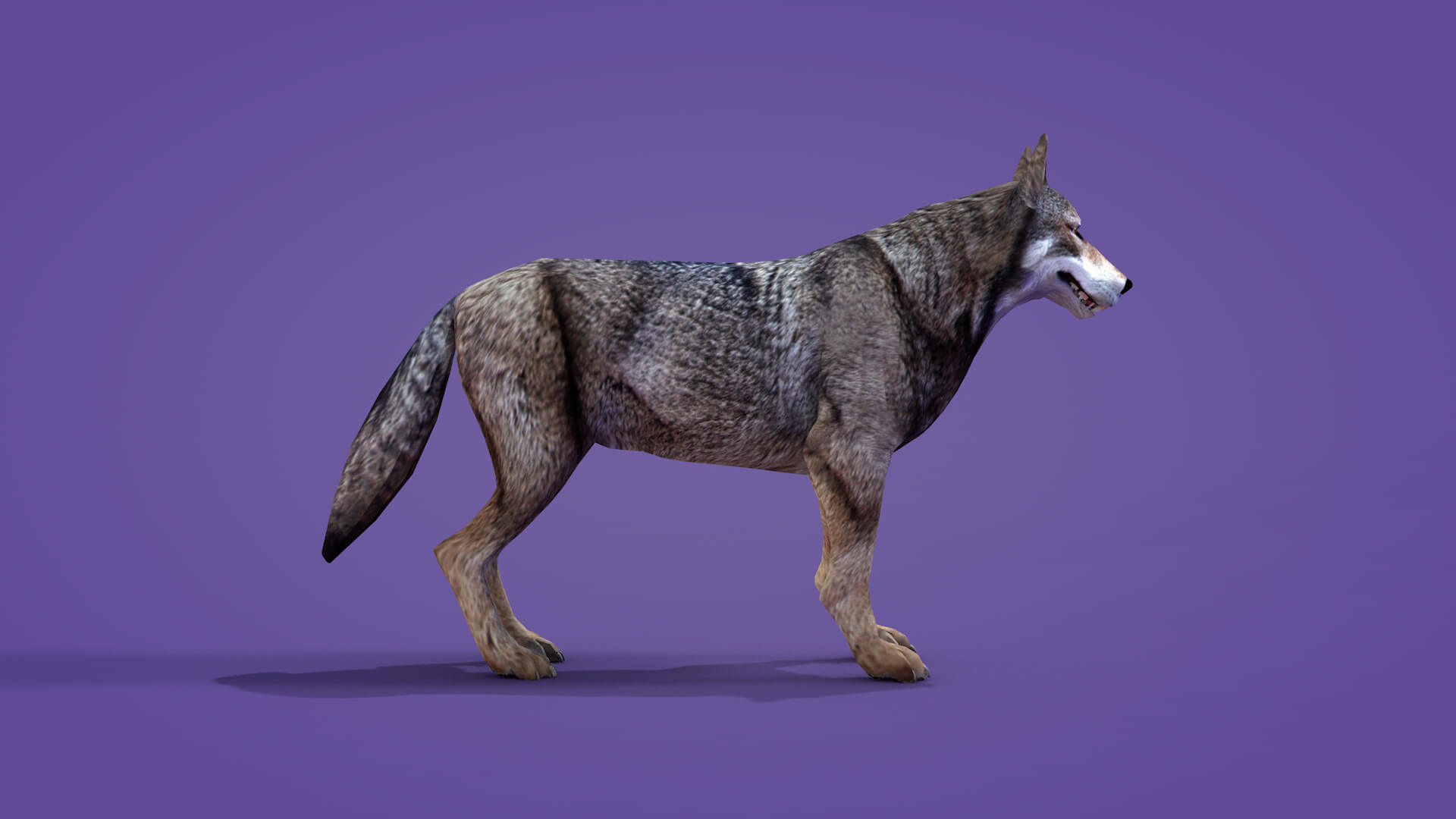 Iberian Wolf 3D Model