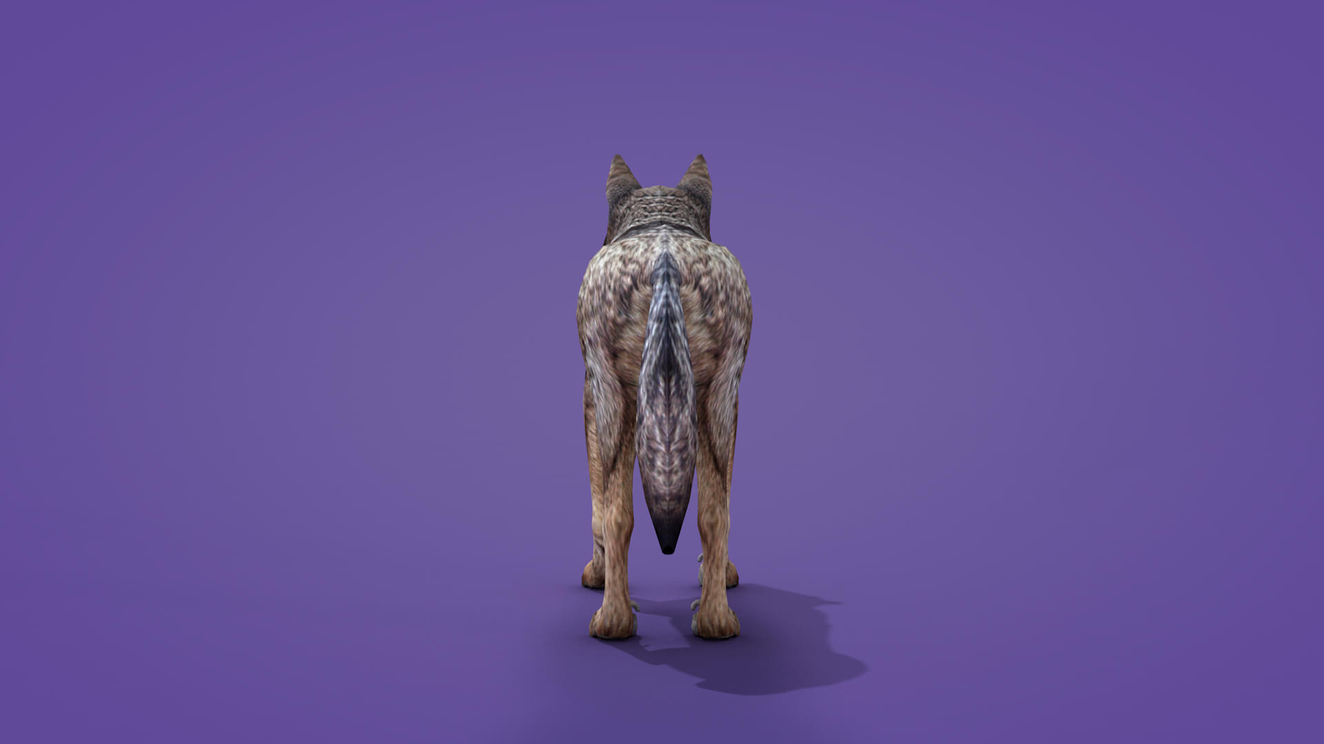 Iberian Wolf 3D Model