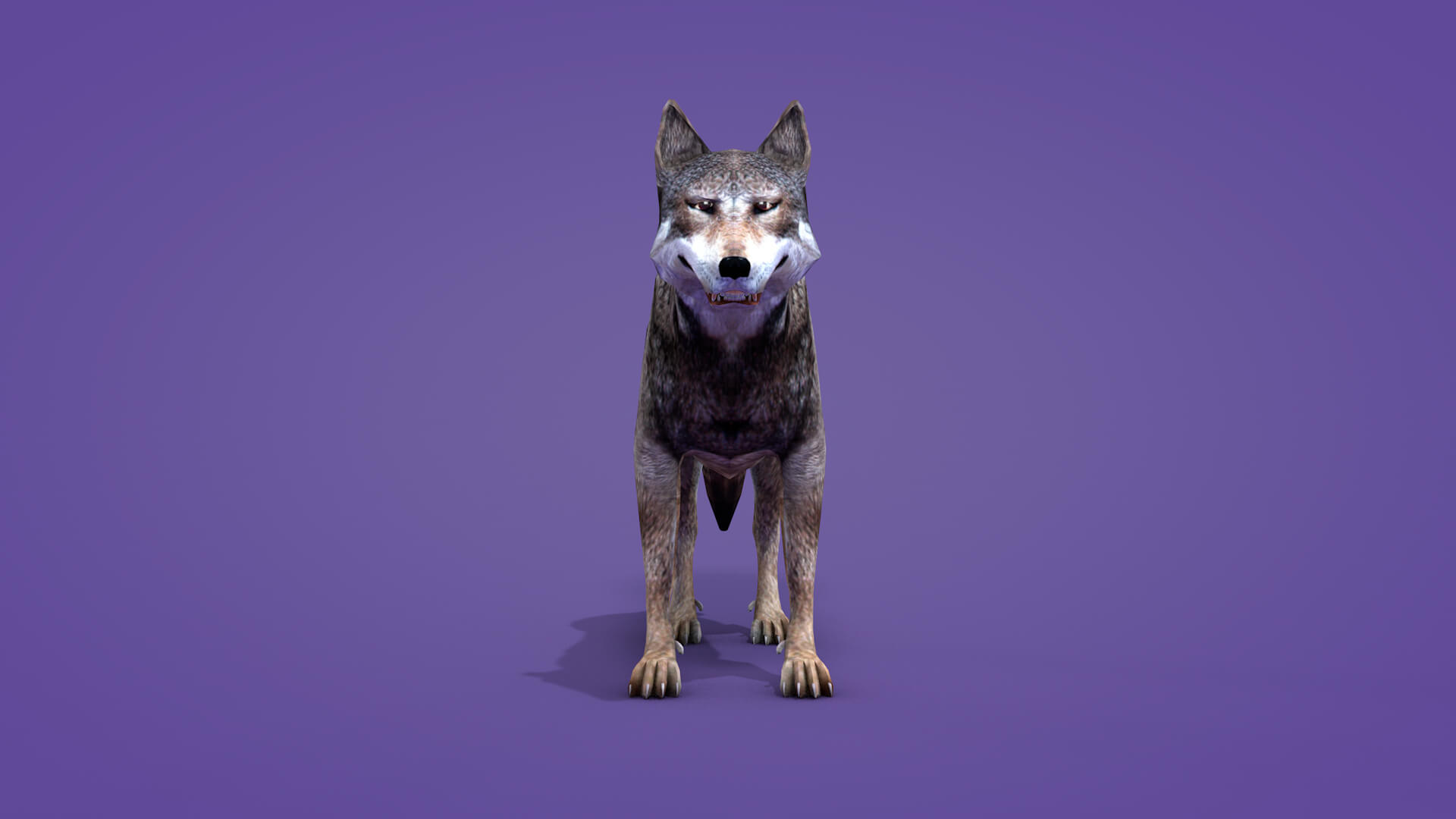 Iberian Wolf 3D Model